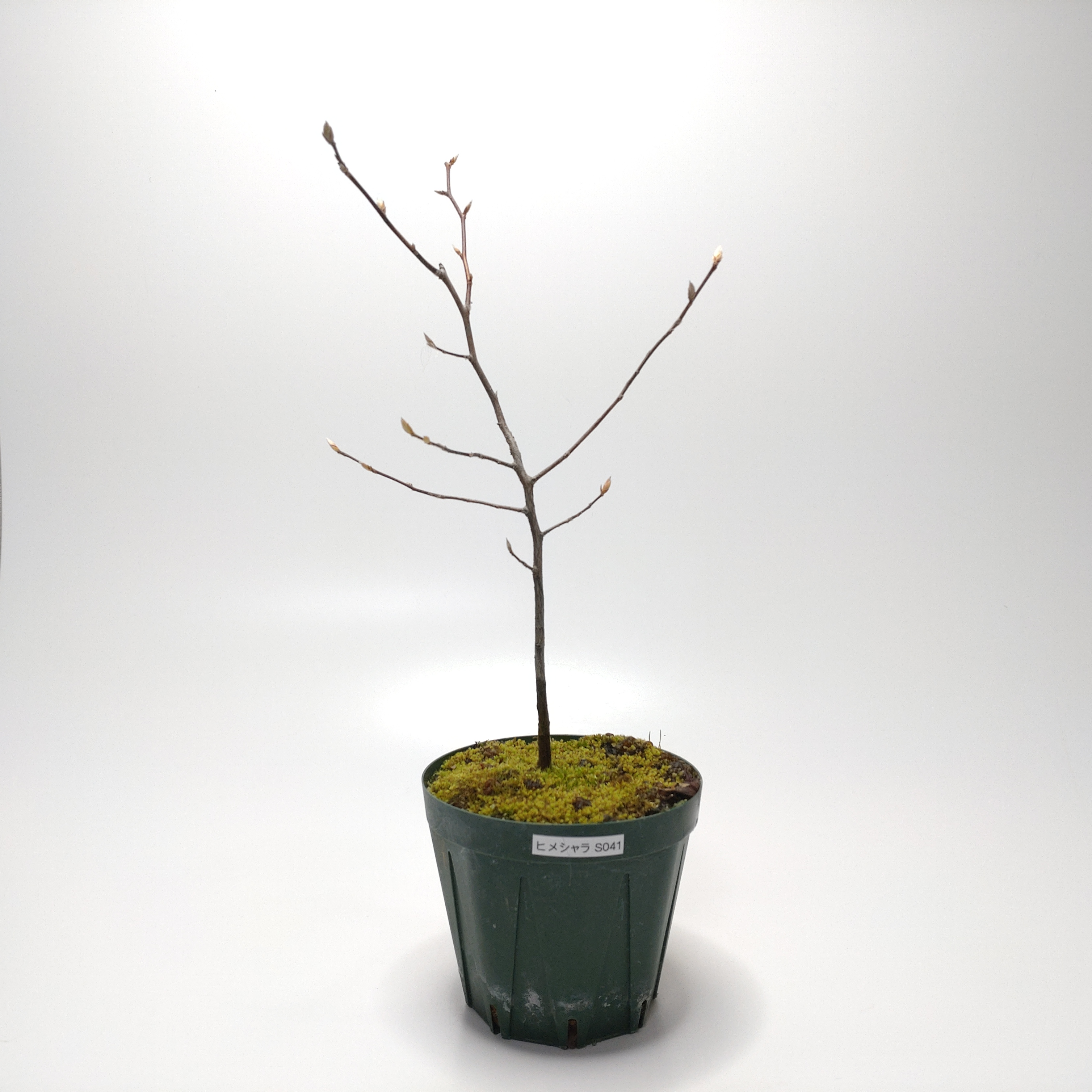 ヒメシャラ（姫沙羅）SS041