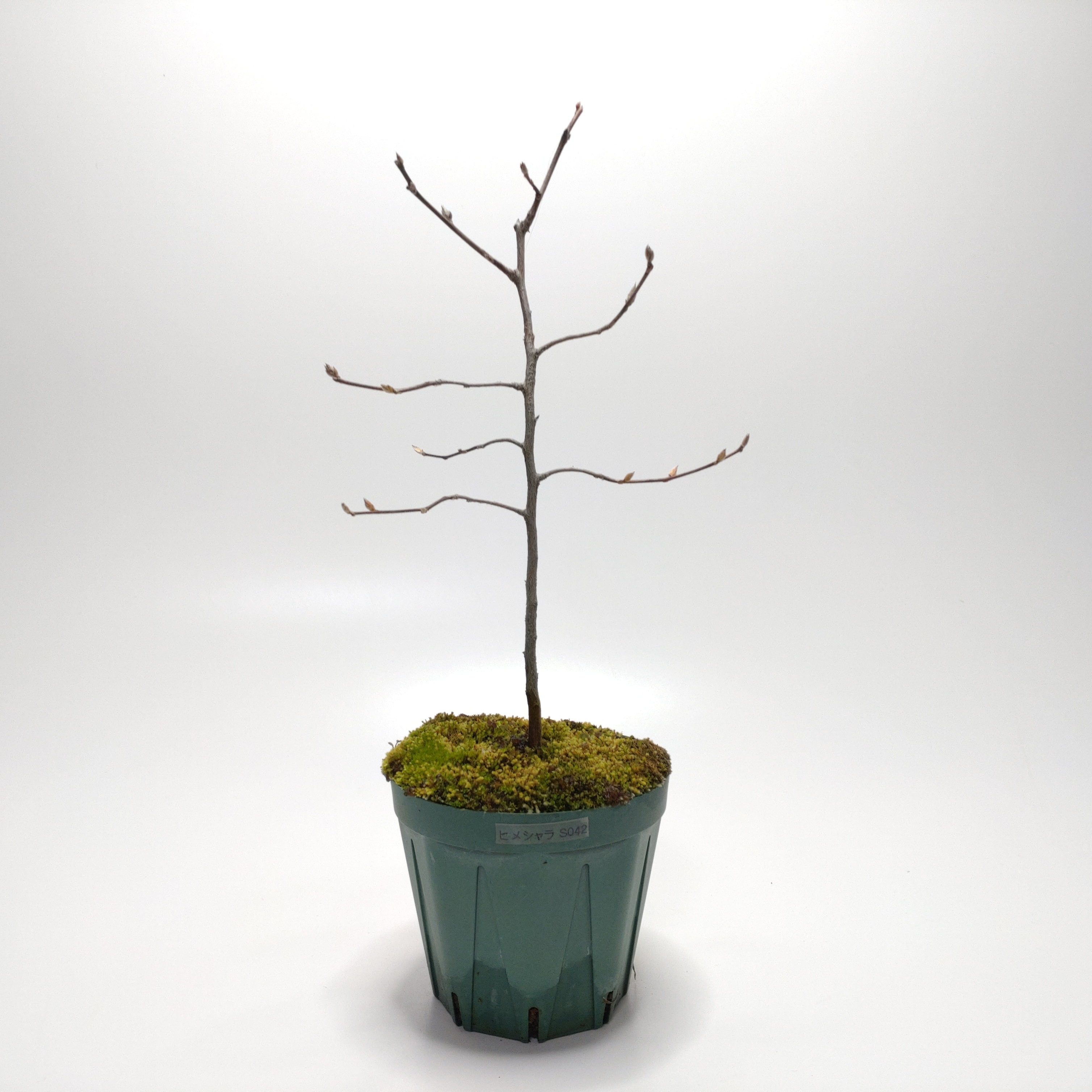 ヒメシャラ（姫沙羅）SS042