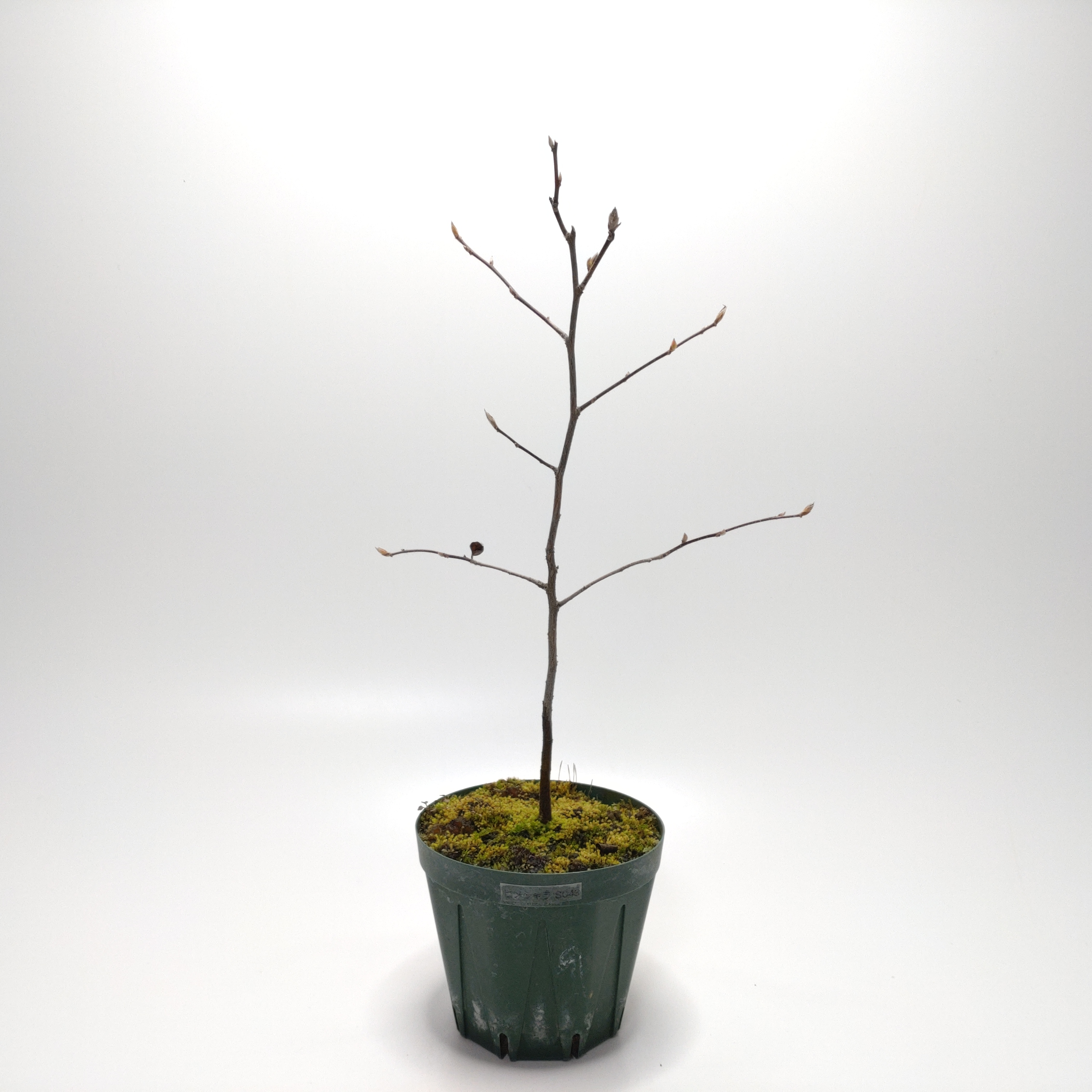 ヒメシャラ（姫沙羅）SS043