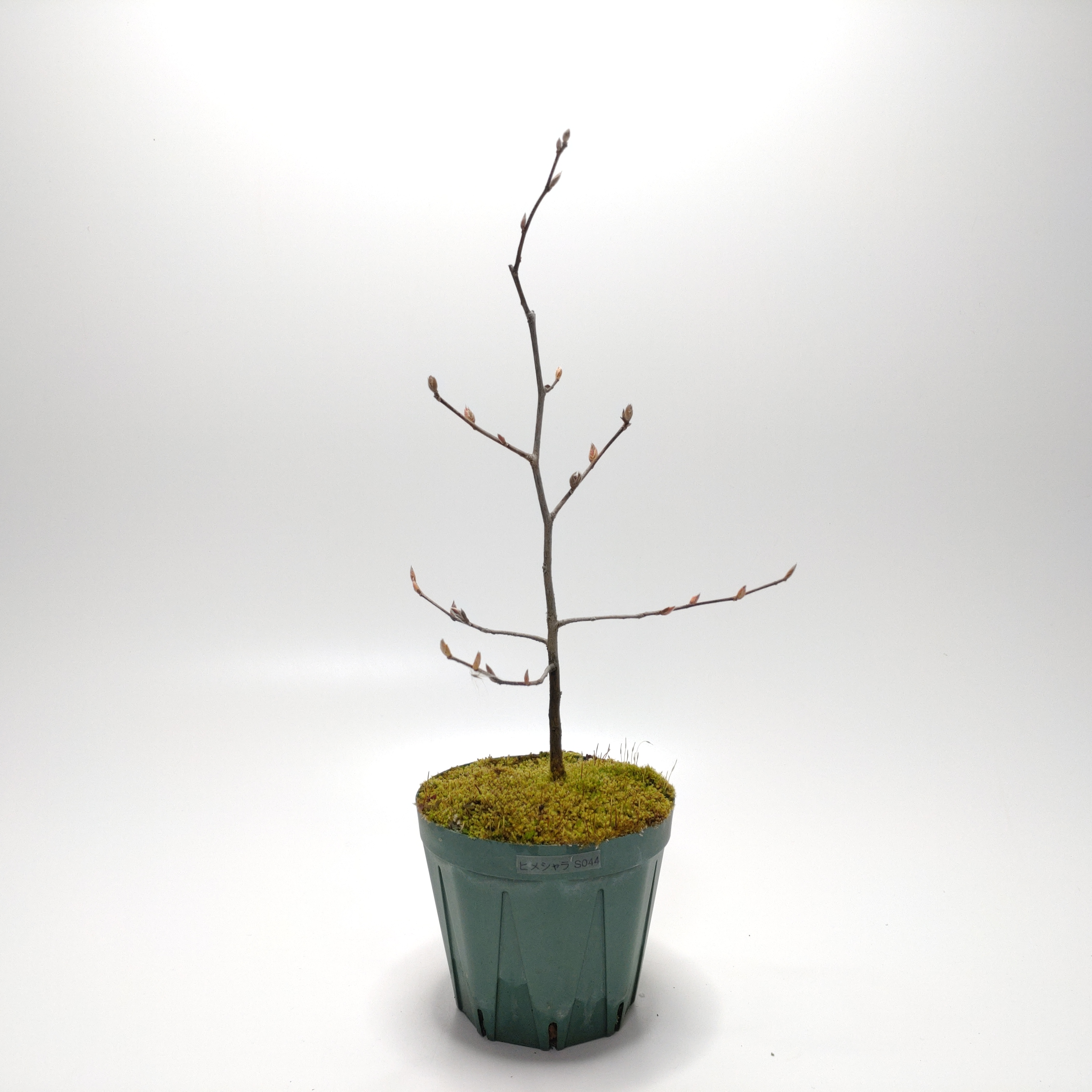 ヒメシャラ（姫沙羅）SS044