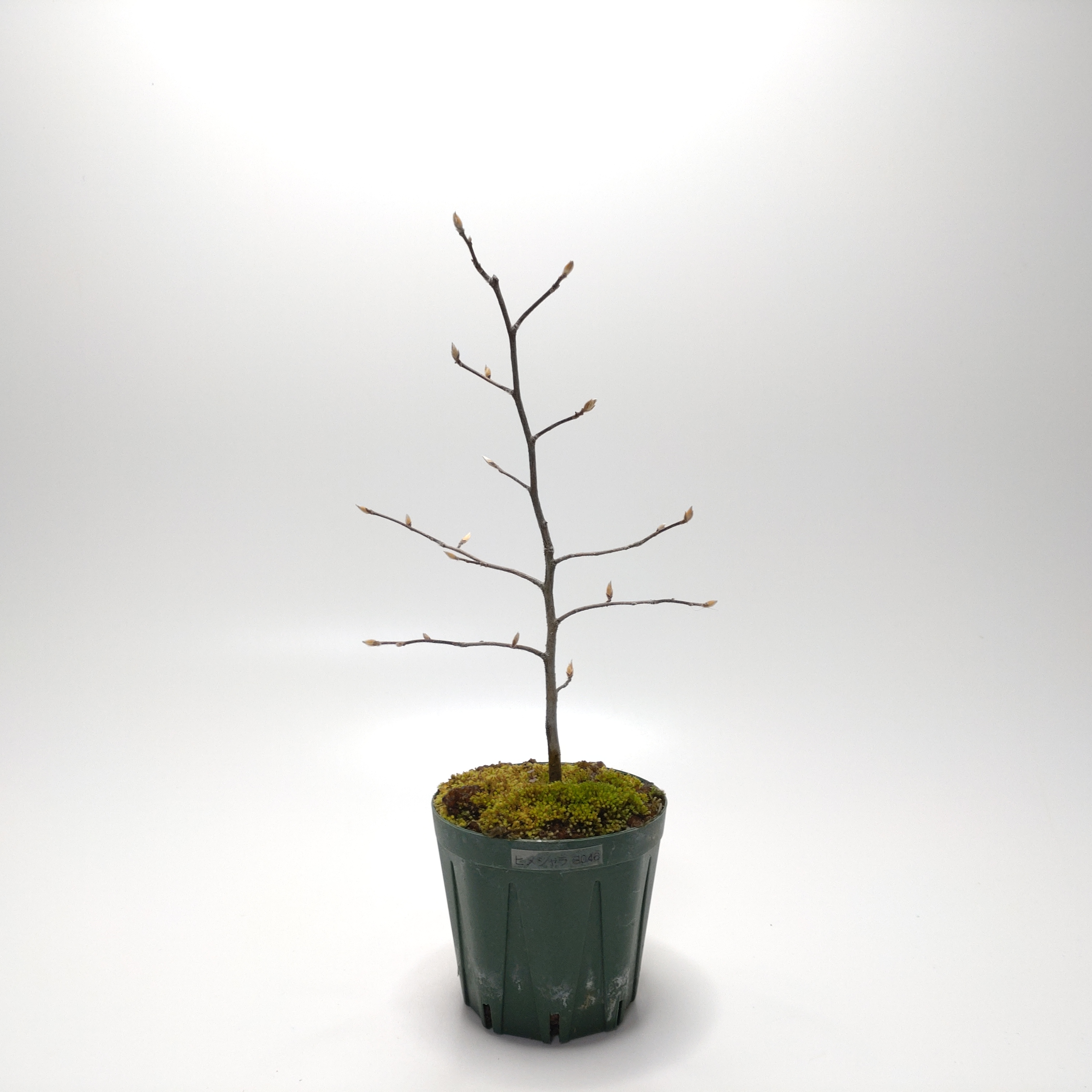 ヒメシャラ（姫沙羅）SS046