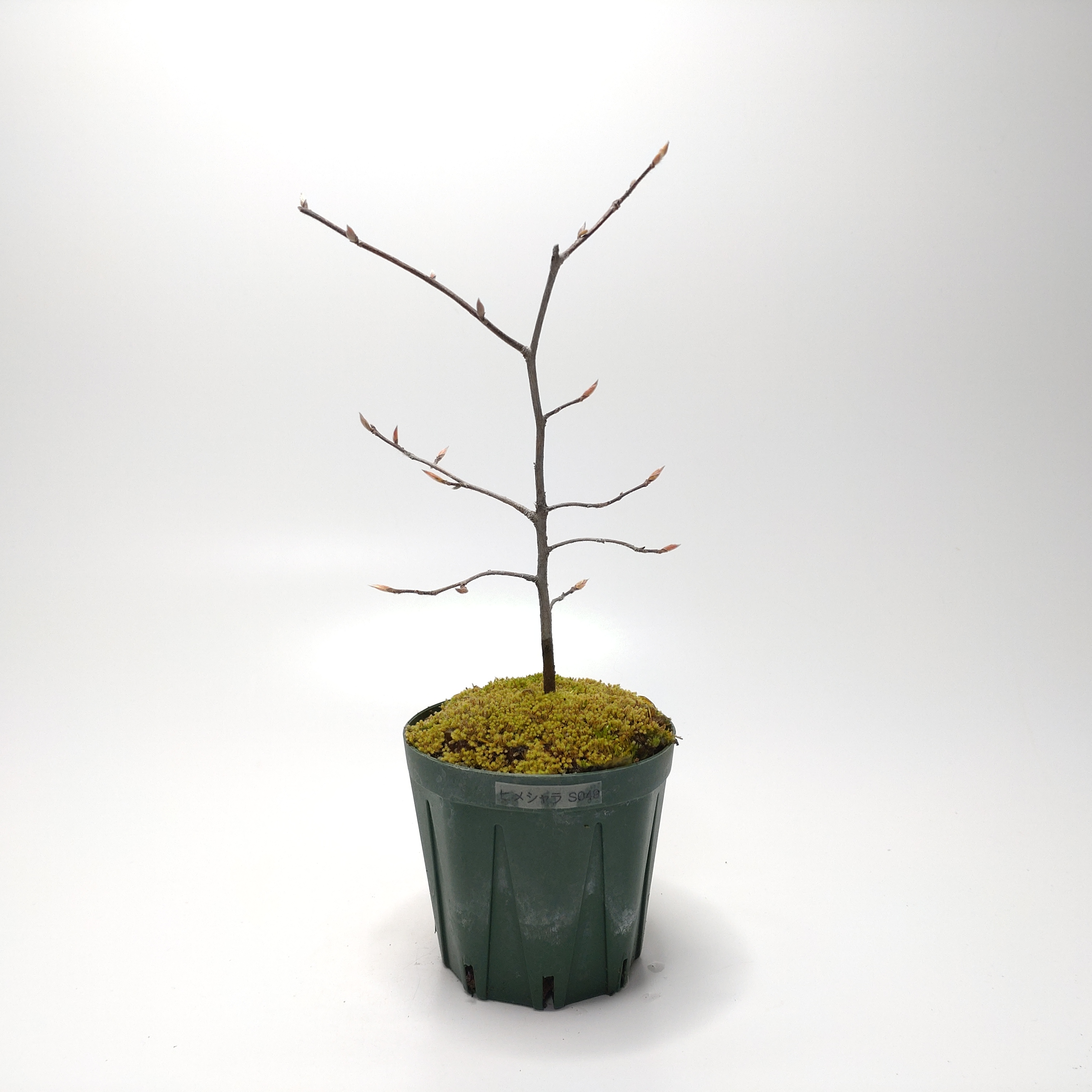 ヒメシャラ（姫沙羅）SS049