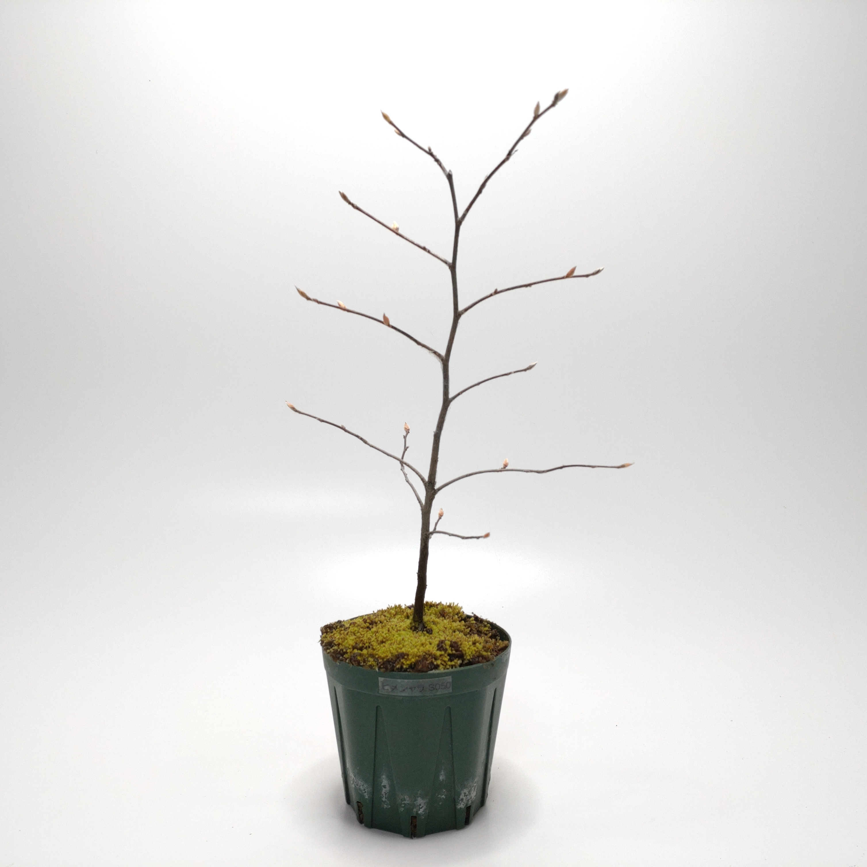 ヒメシャラ（姫沙羅）SS050