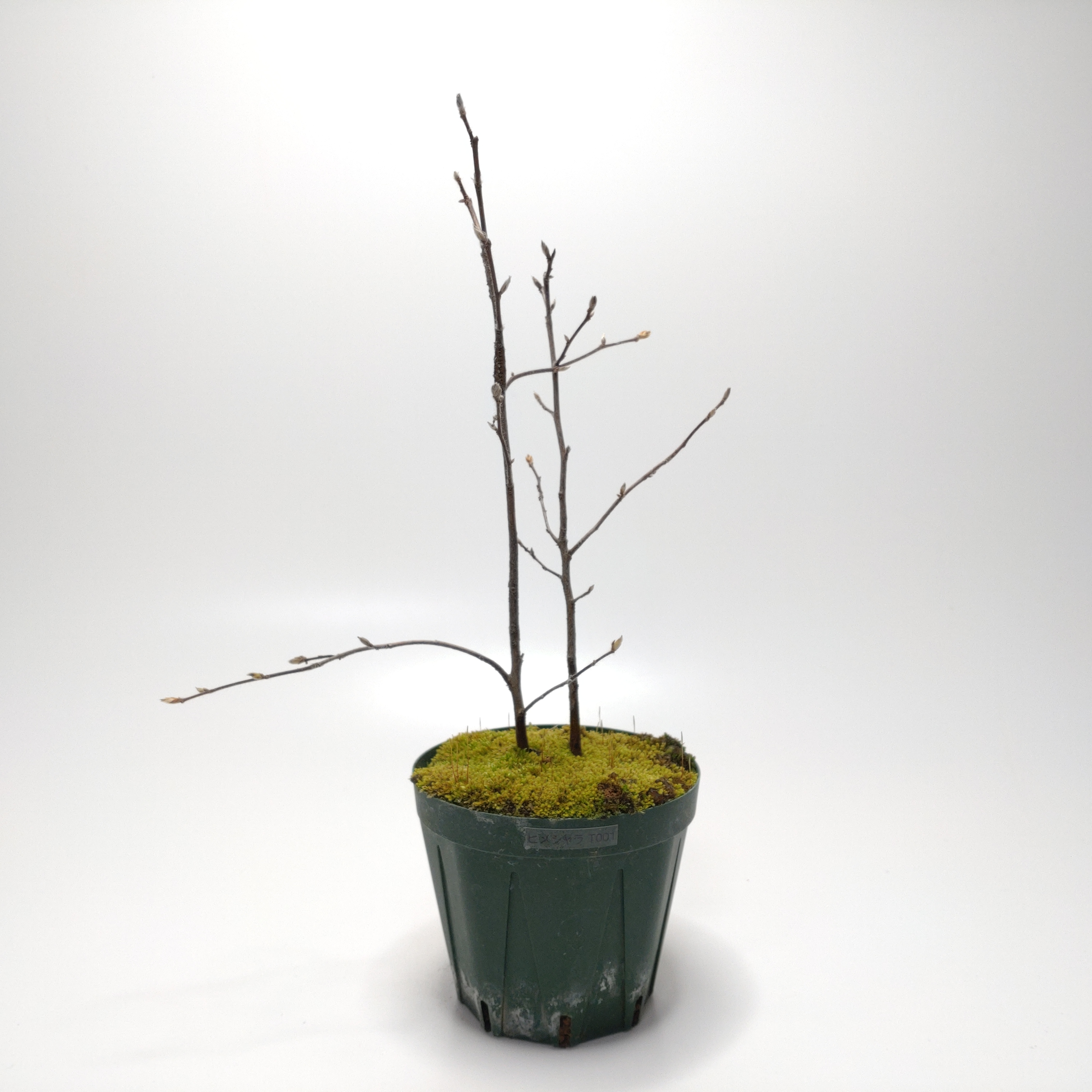 ヒメシャラ（姫沙羅）ST001