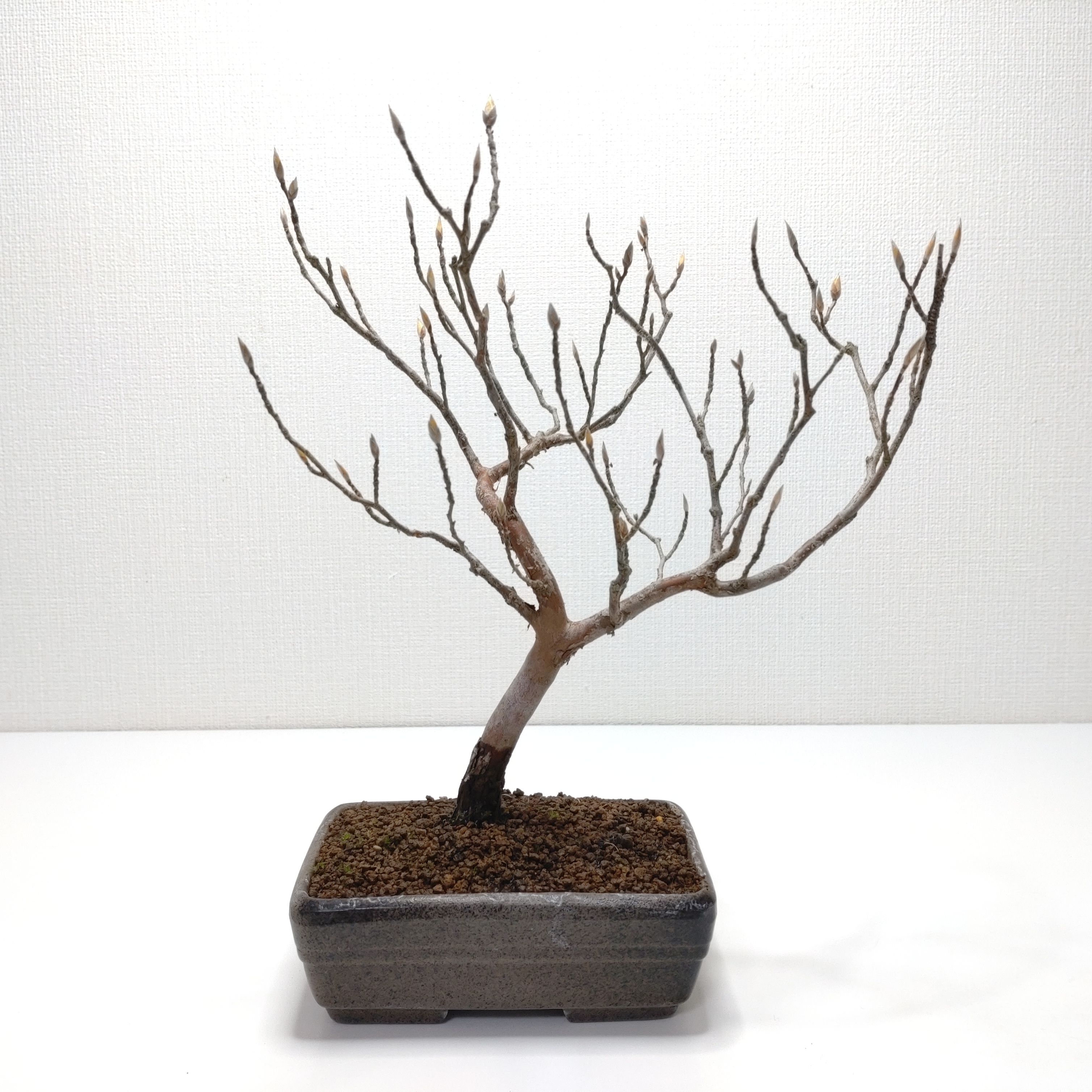 姫沙羅（ヒメシャラ）盆栽 SS021