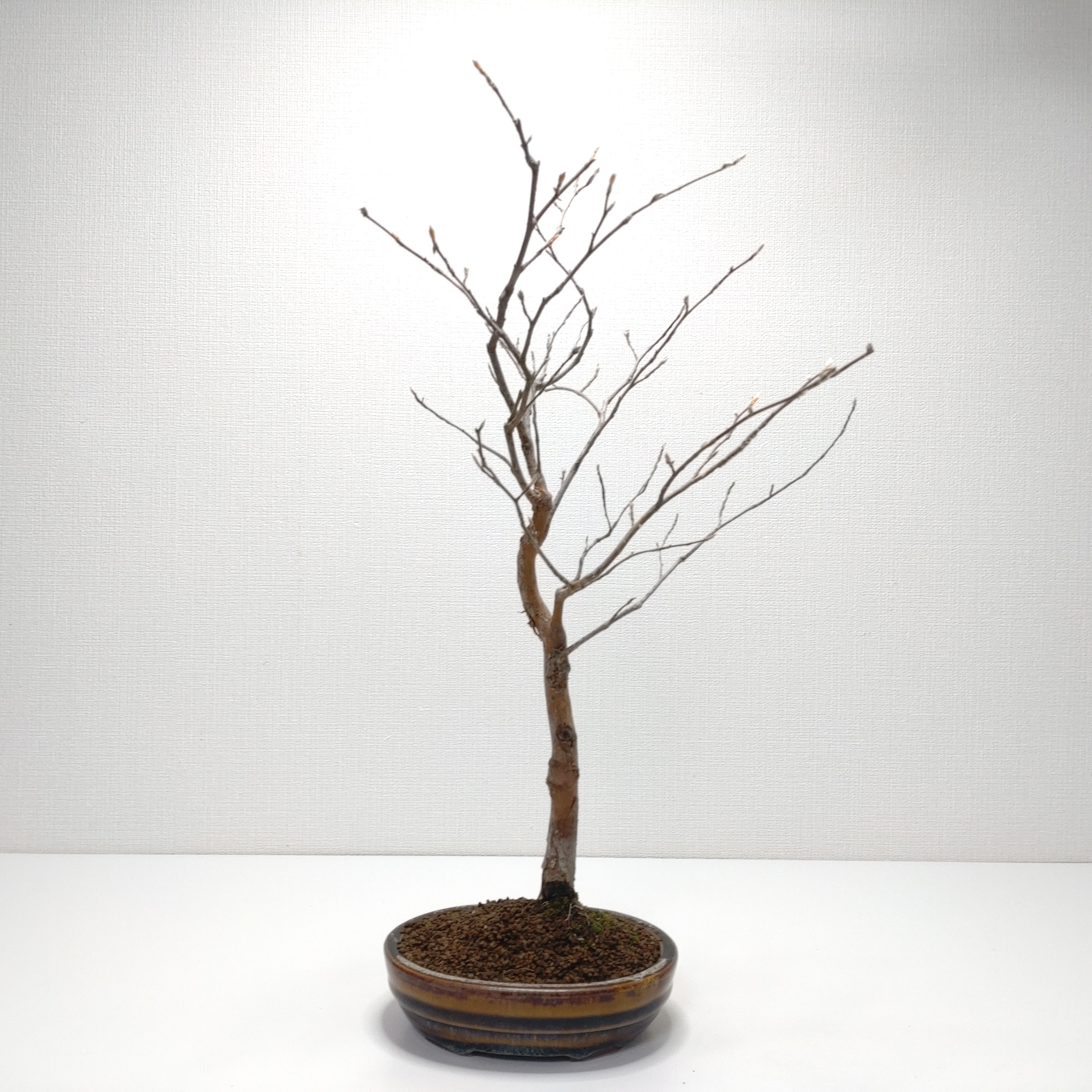 姫沙羅（ヒメシャラ）盆栽 SS031