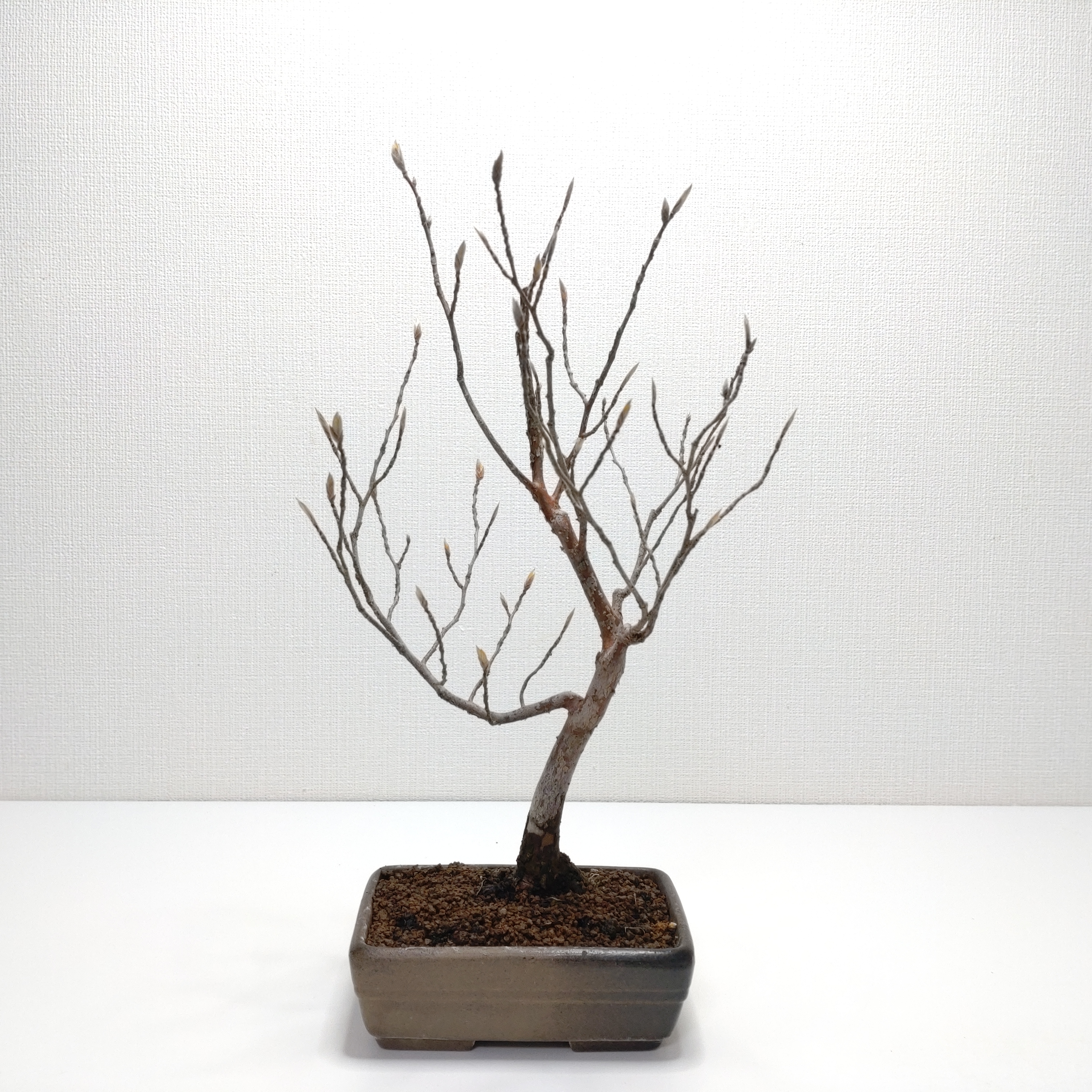 姫沙羅（ヒメシャラ）盆栽 SS039