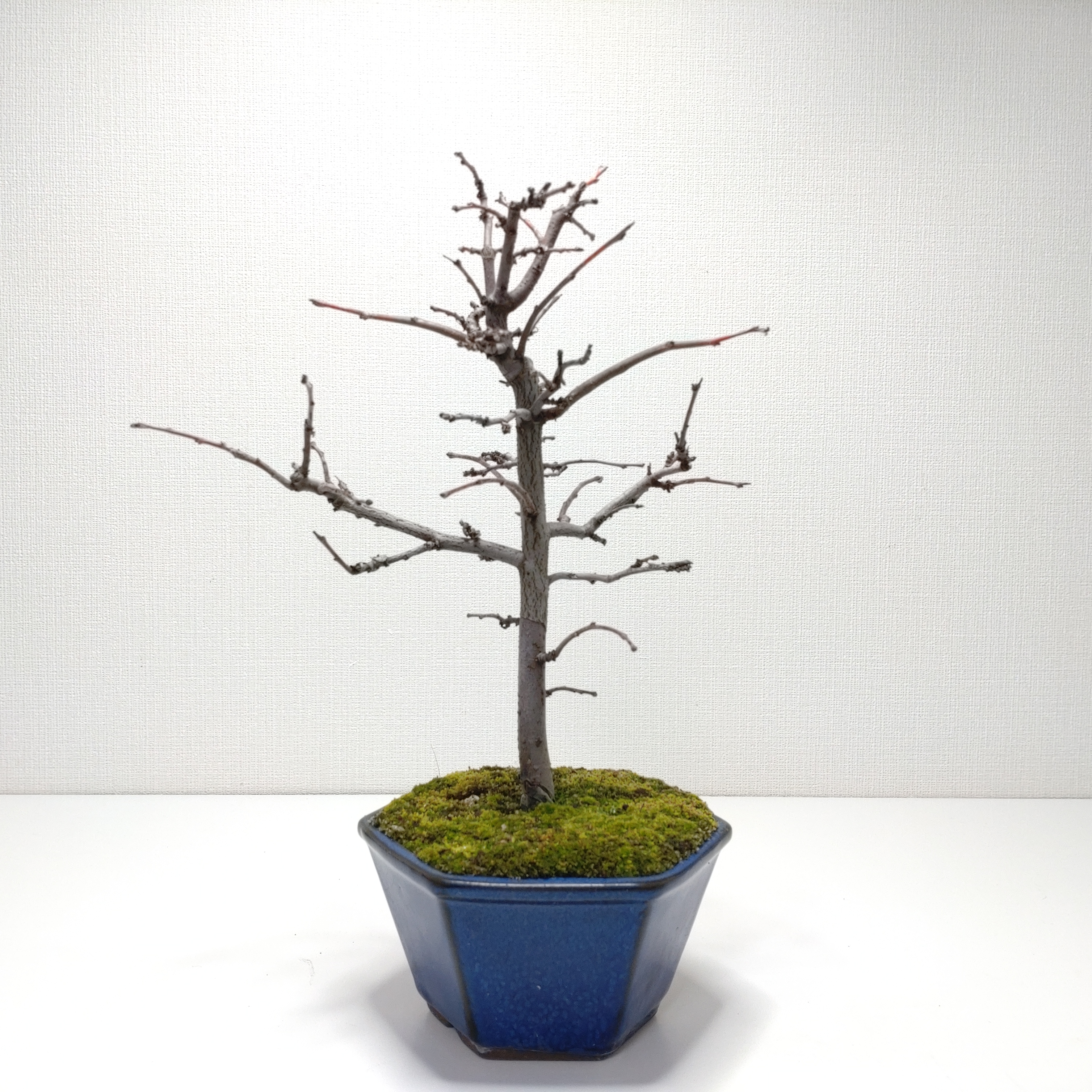 花梨（カリン）盆栽 SS016