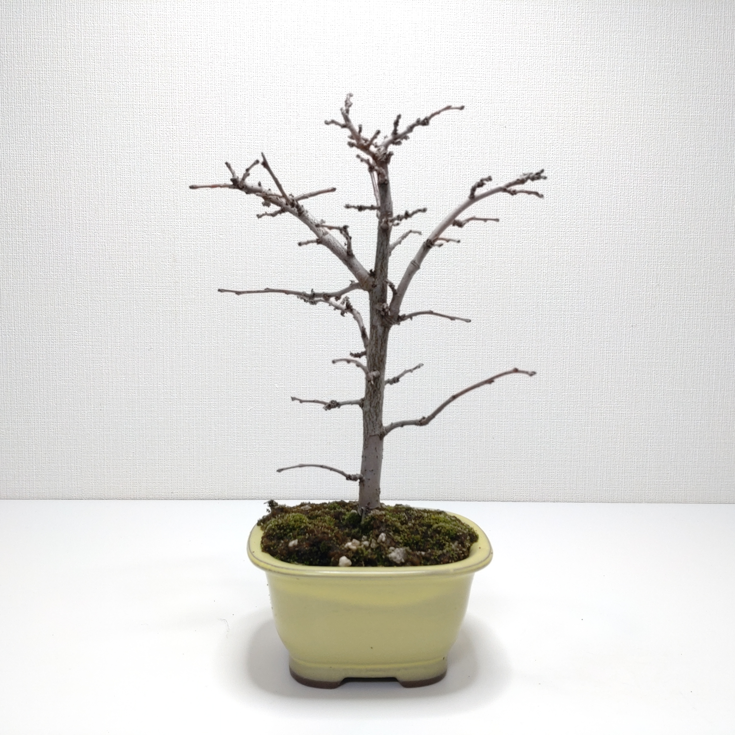 花梨（カリン）盆栽 SS017