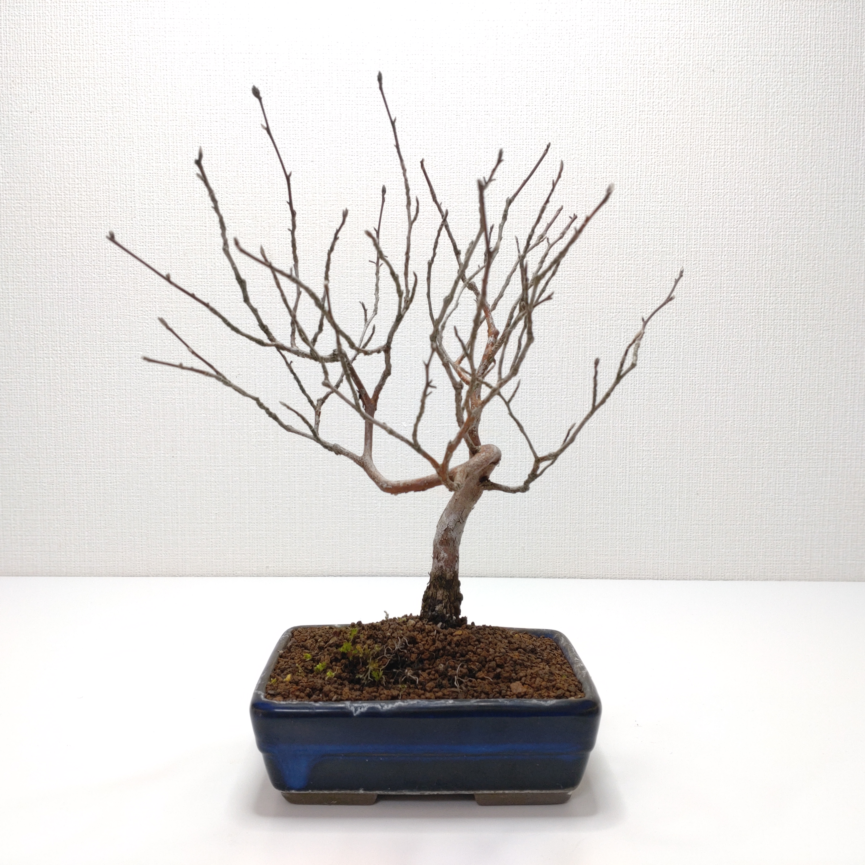 姫沙羅（ヒメシャラ）盆栽 SS016