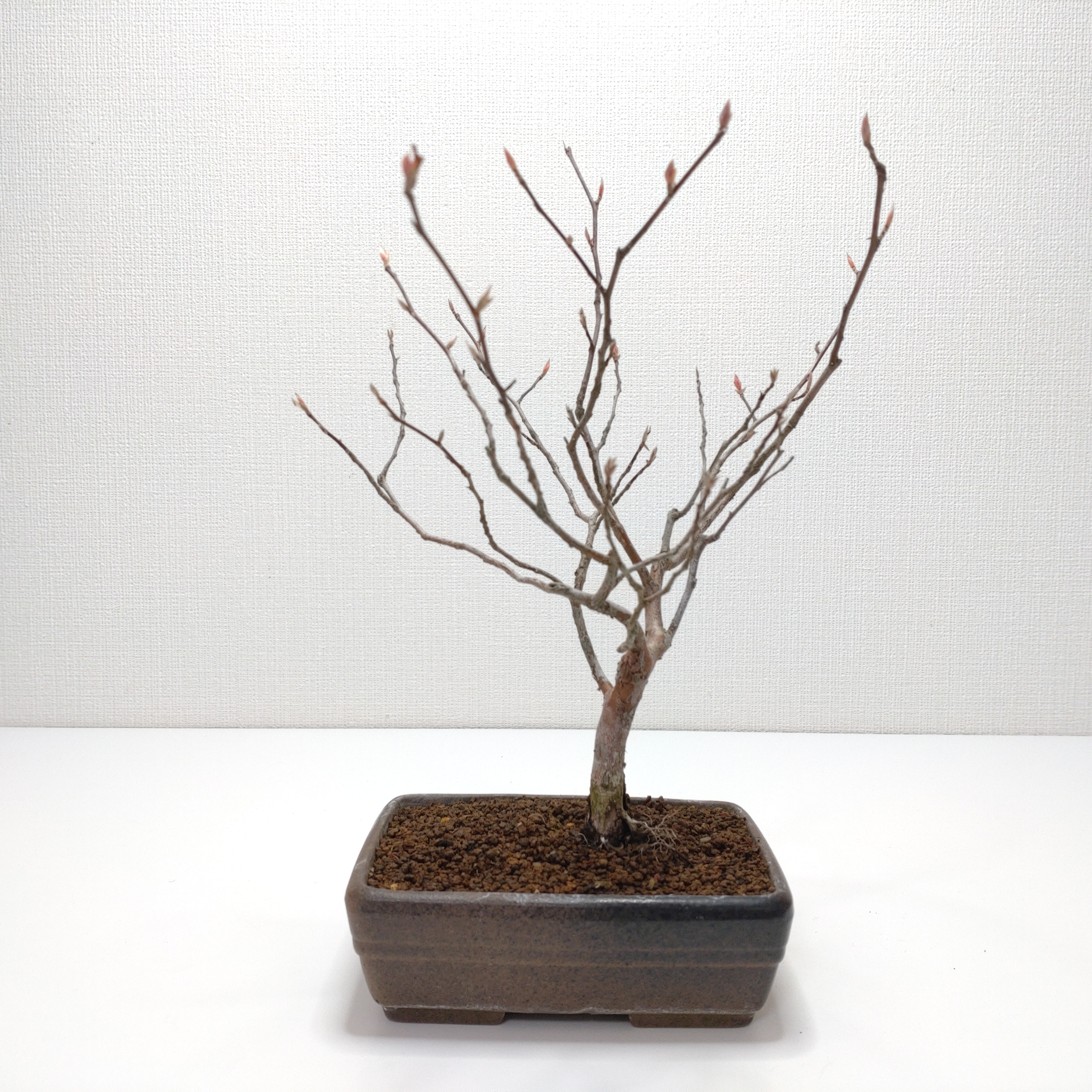 姫沙羅（ヒメシャラ）盆栽 SS018