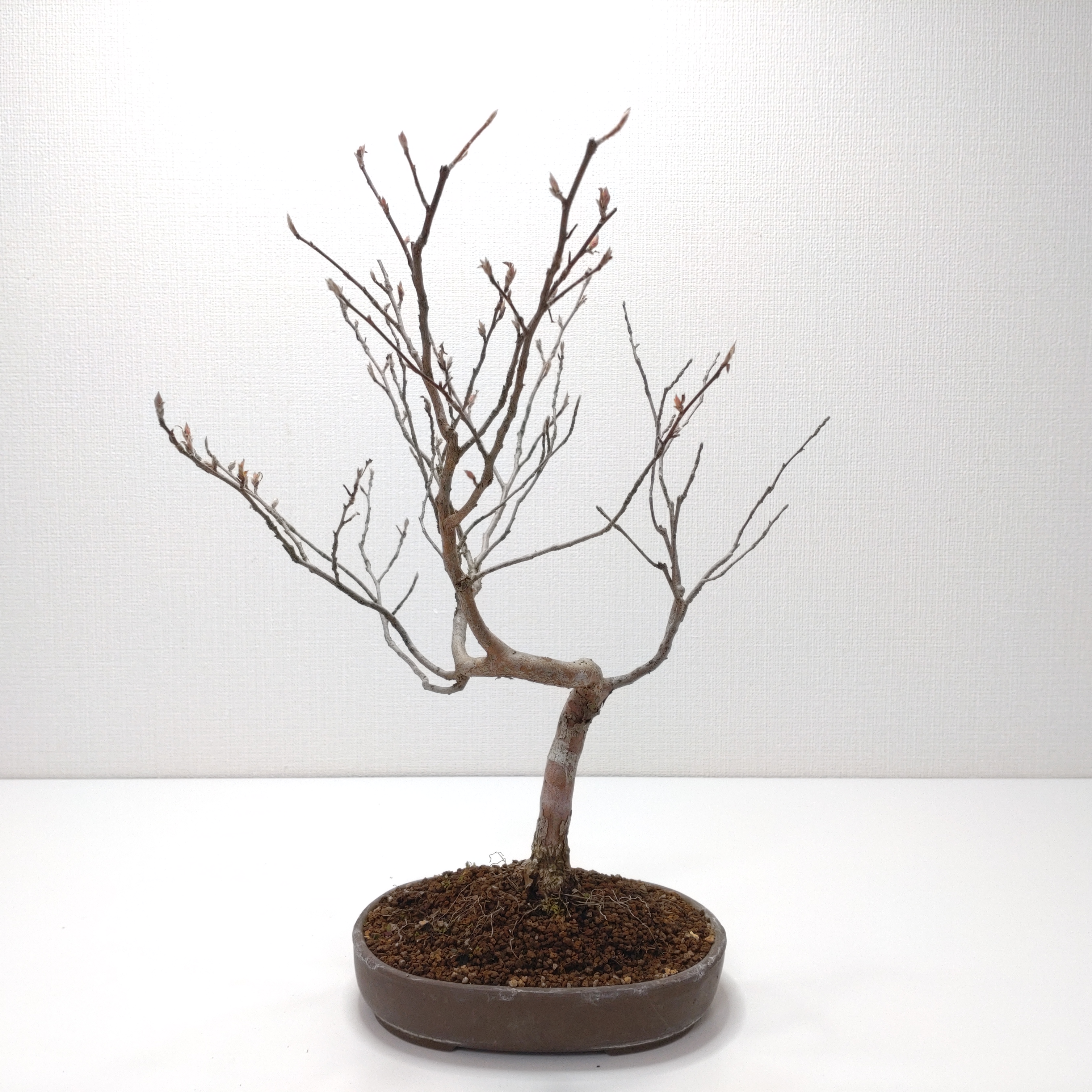 姫沙羅（ヒメシャラ）盆栽 SS023