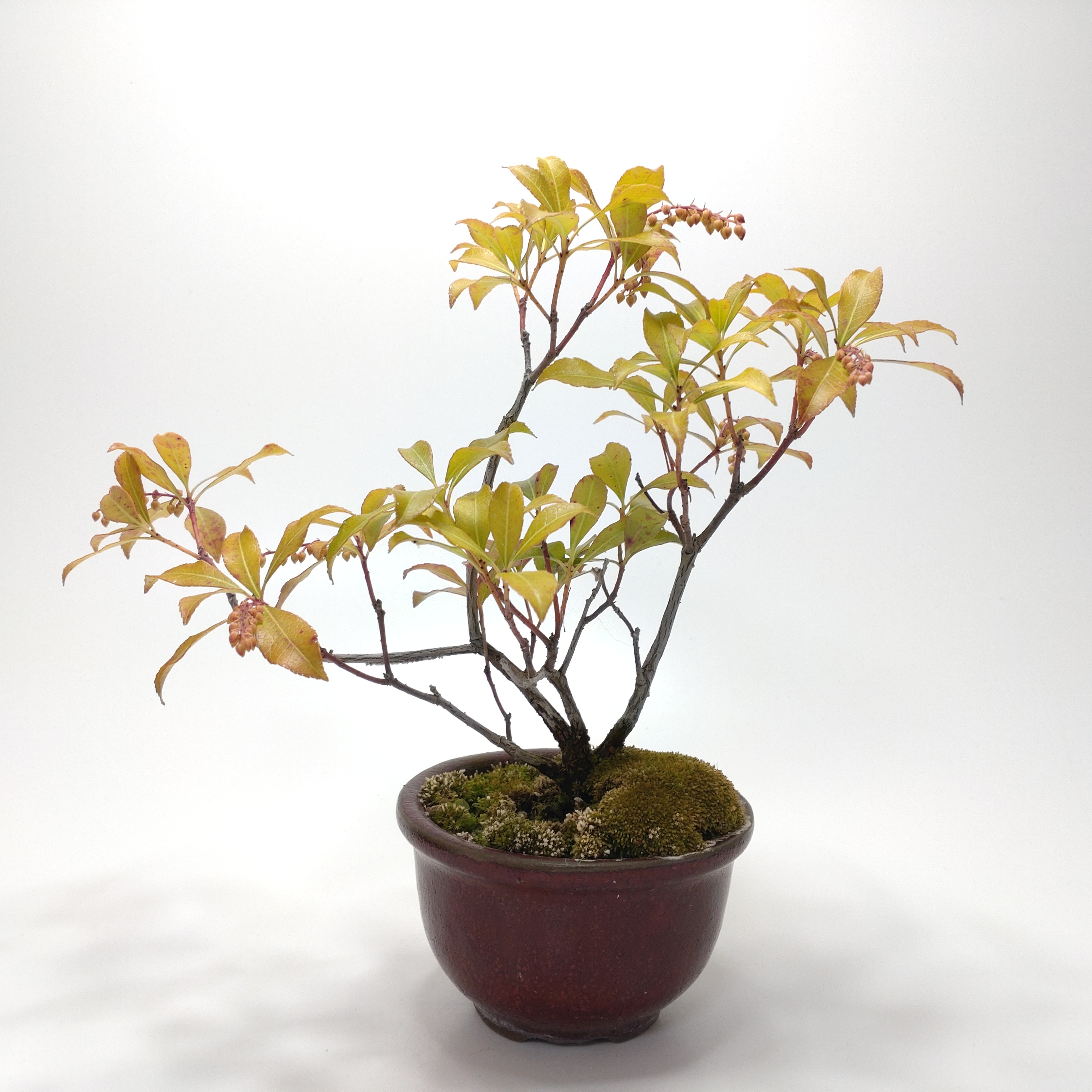 馬酔木（アセビ）盆栽 SS001