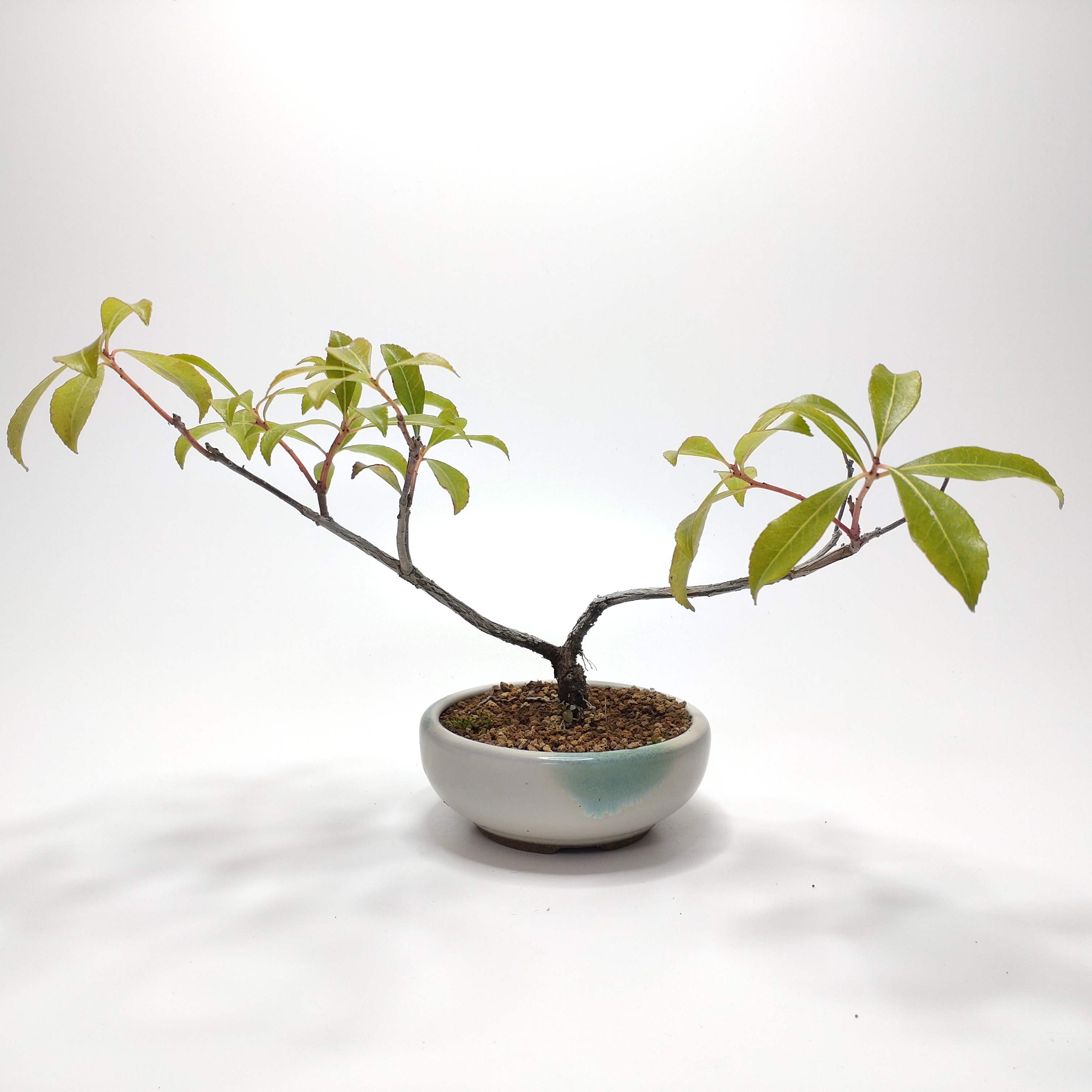 馬酔木（アセビ）盆栽 SS014