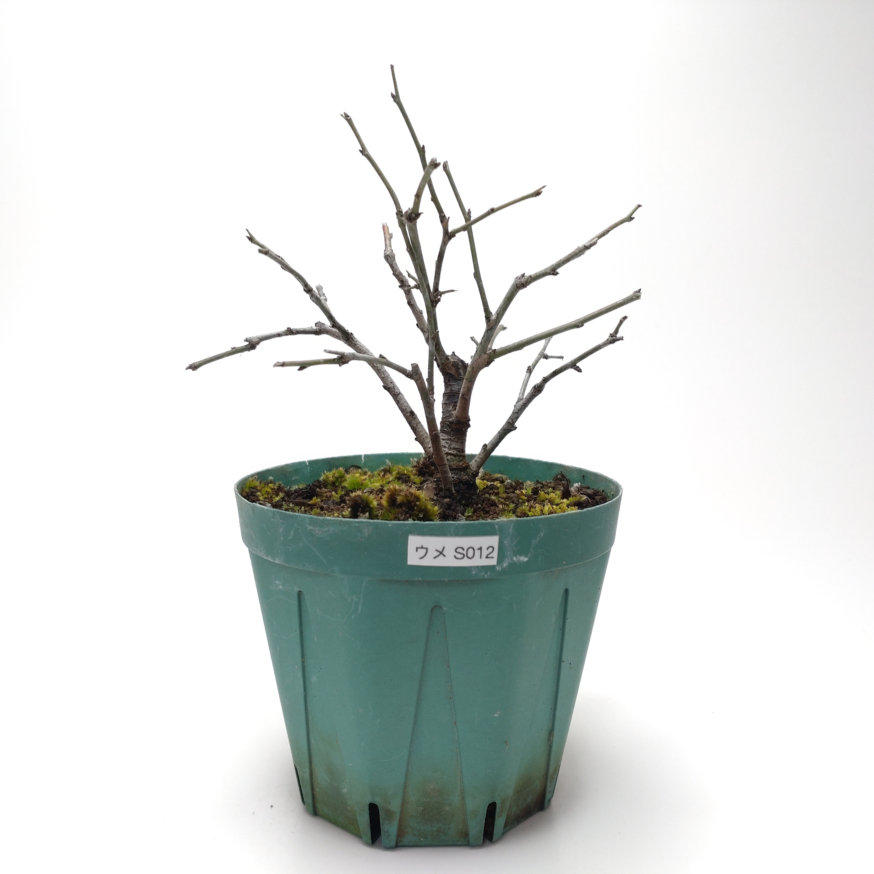 ウメ（梅）SS012