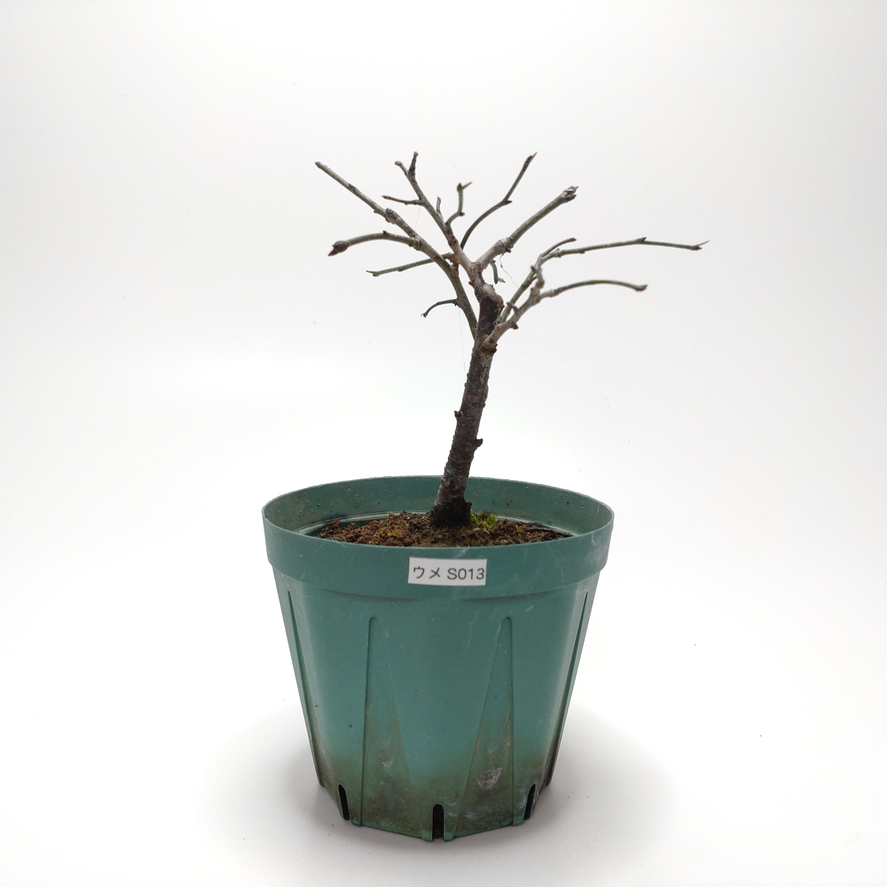 ウメ（梅）SS013