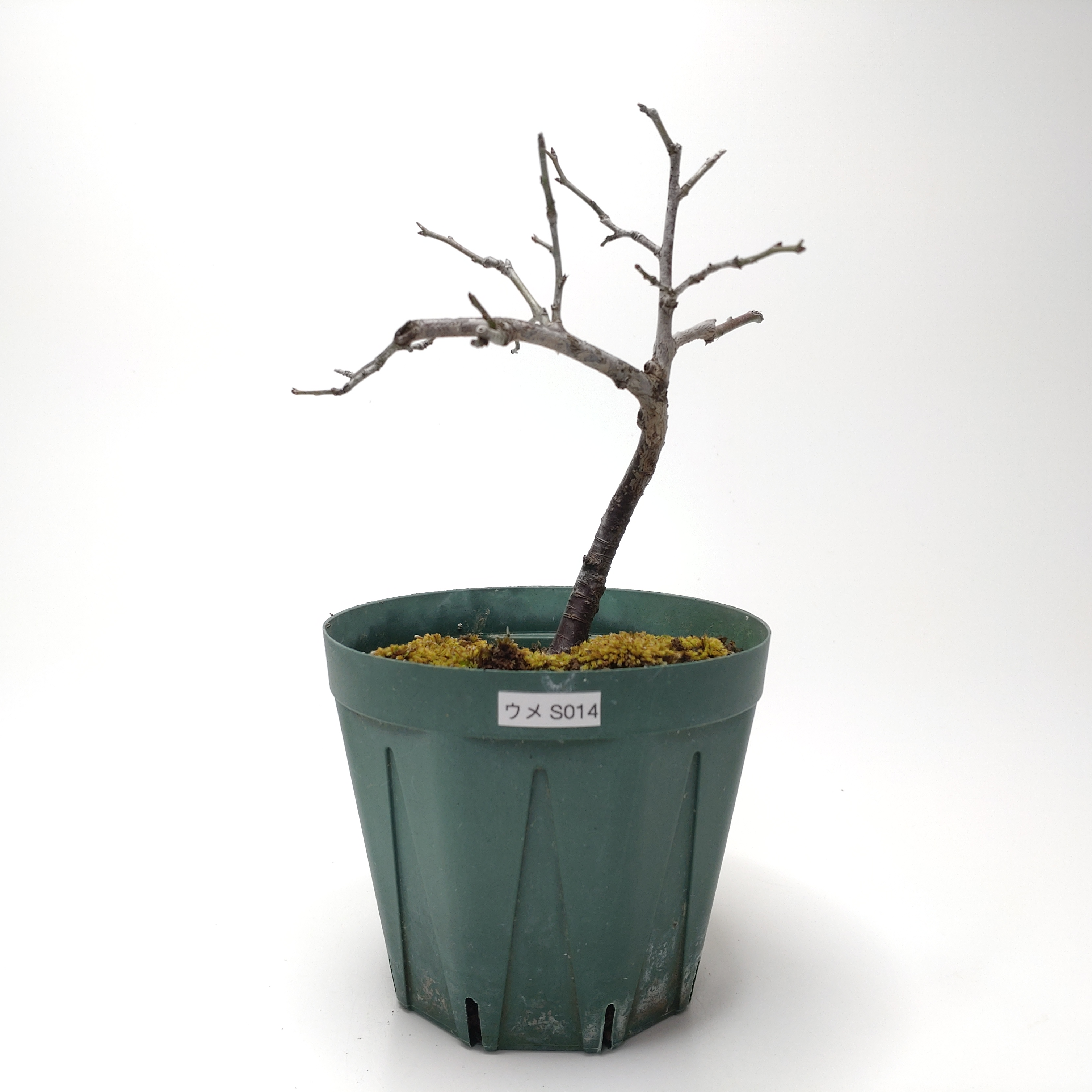 ウメ（梅）SS014