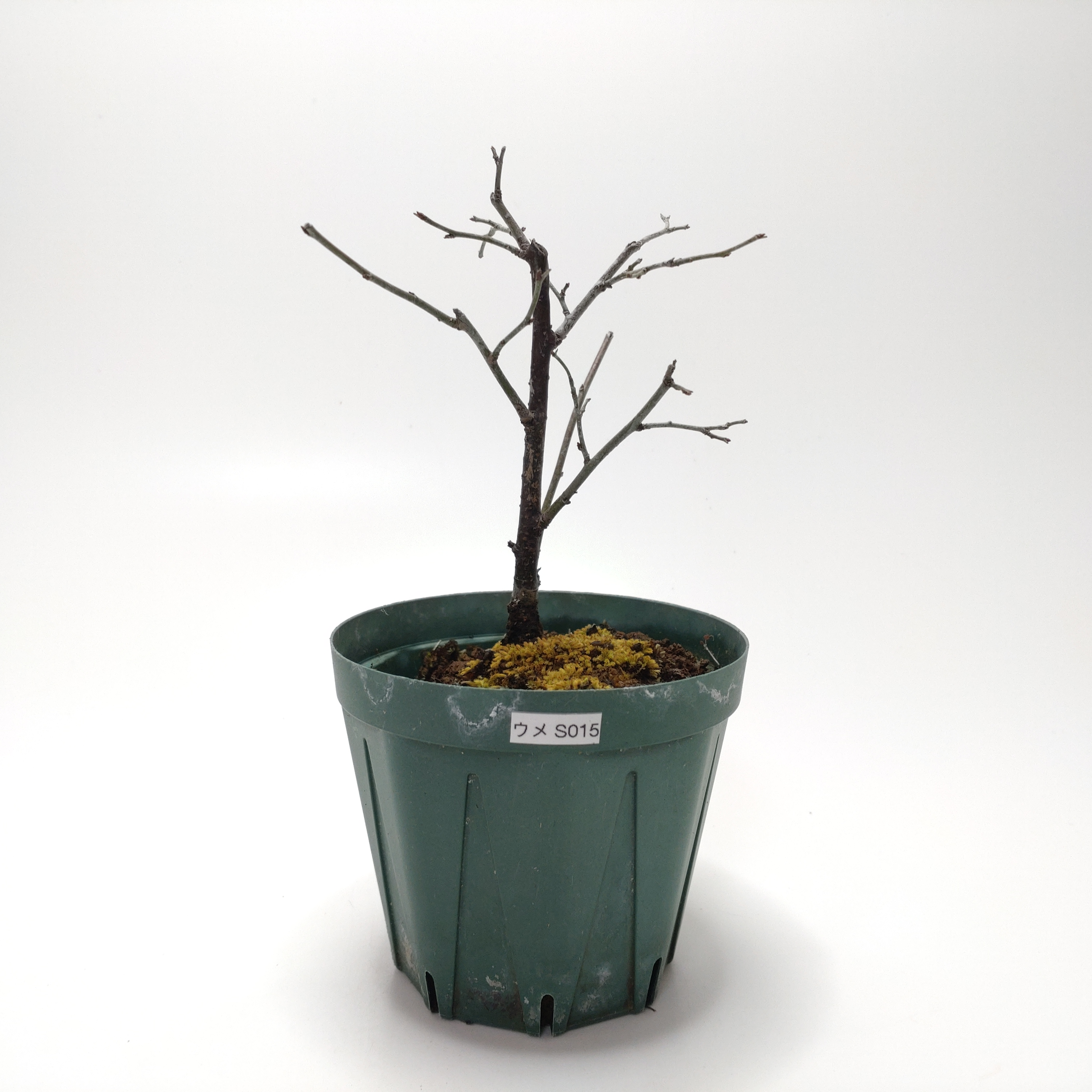 ウメ（梅）SS015