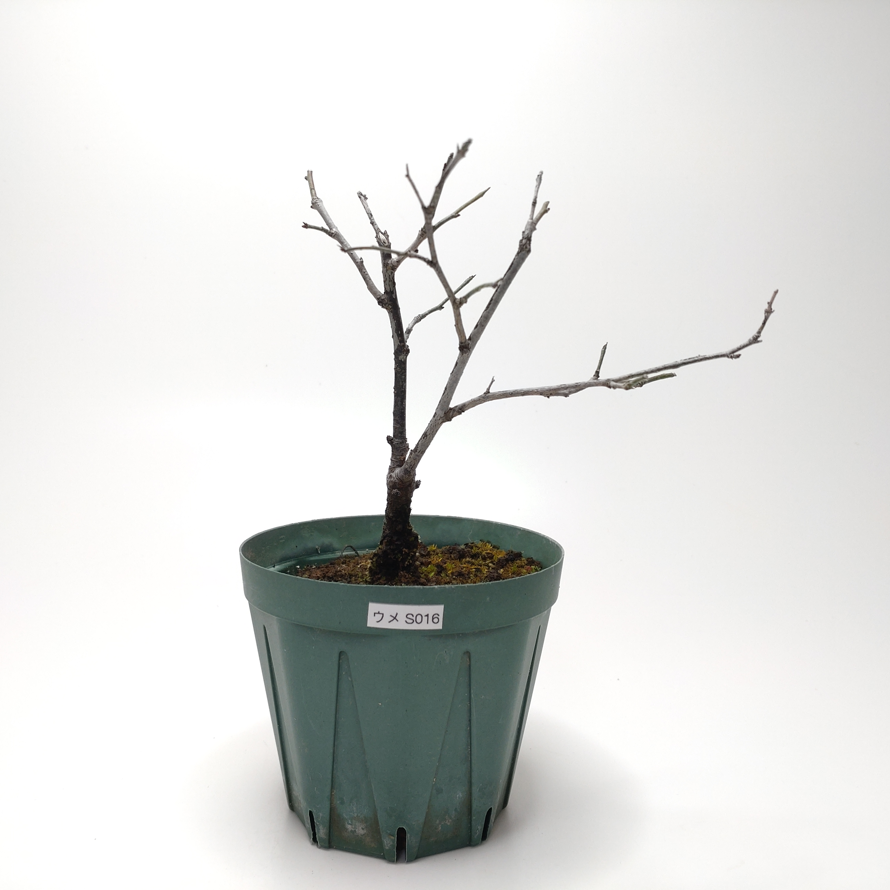 ウメ（梅）SS016