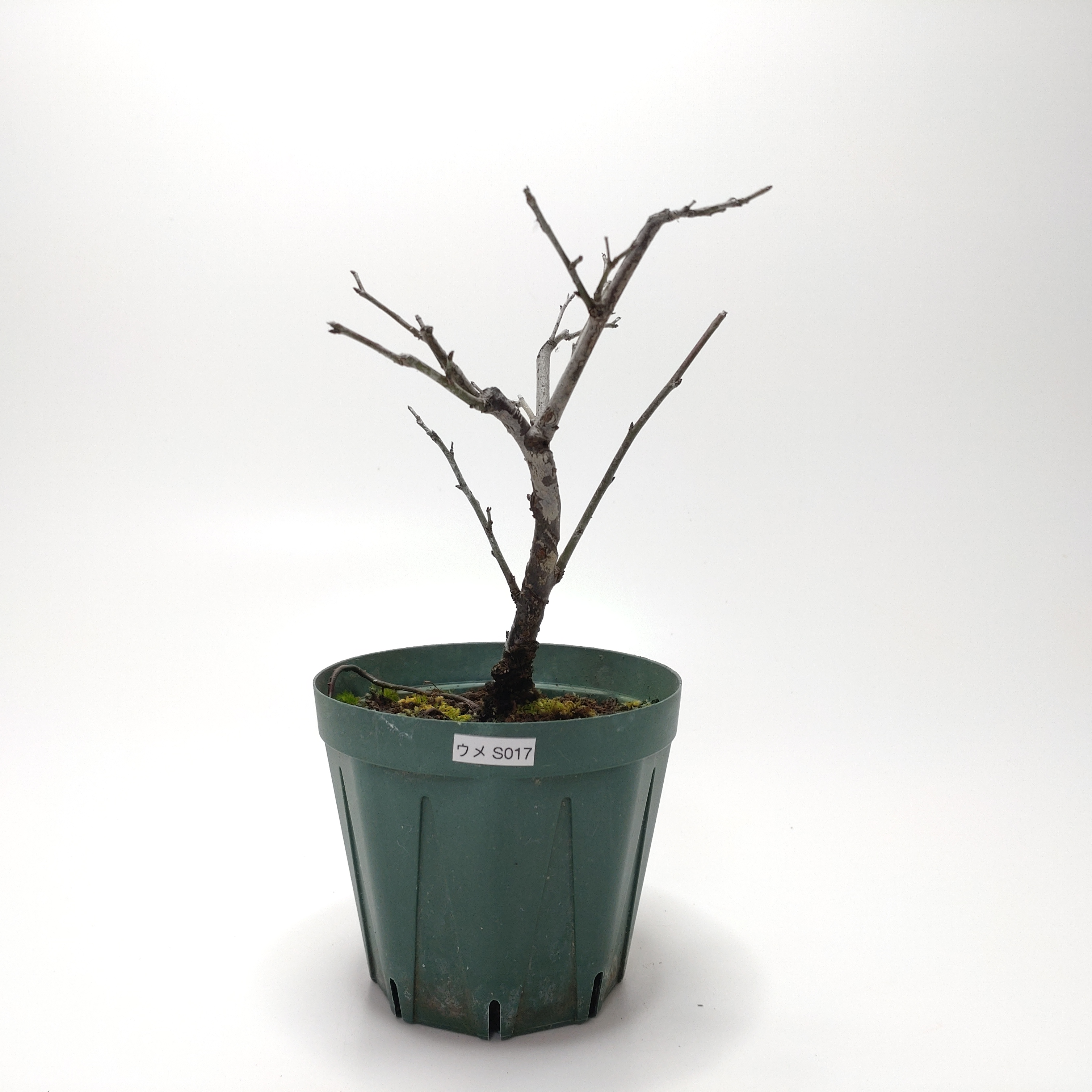 ウメ（梅）SS017