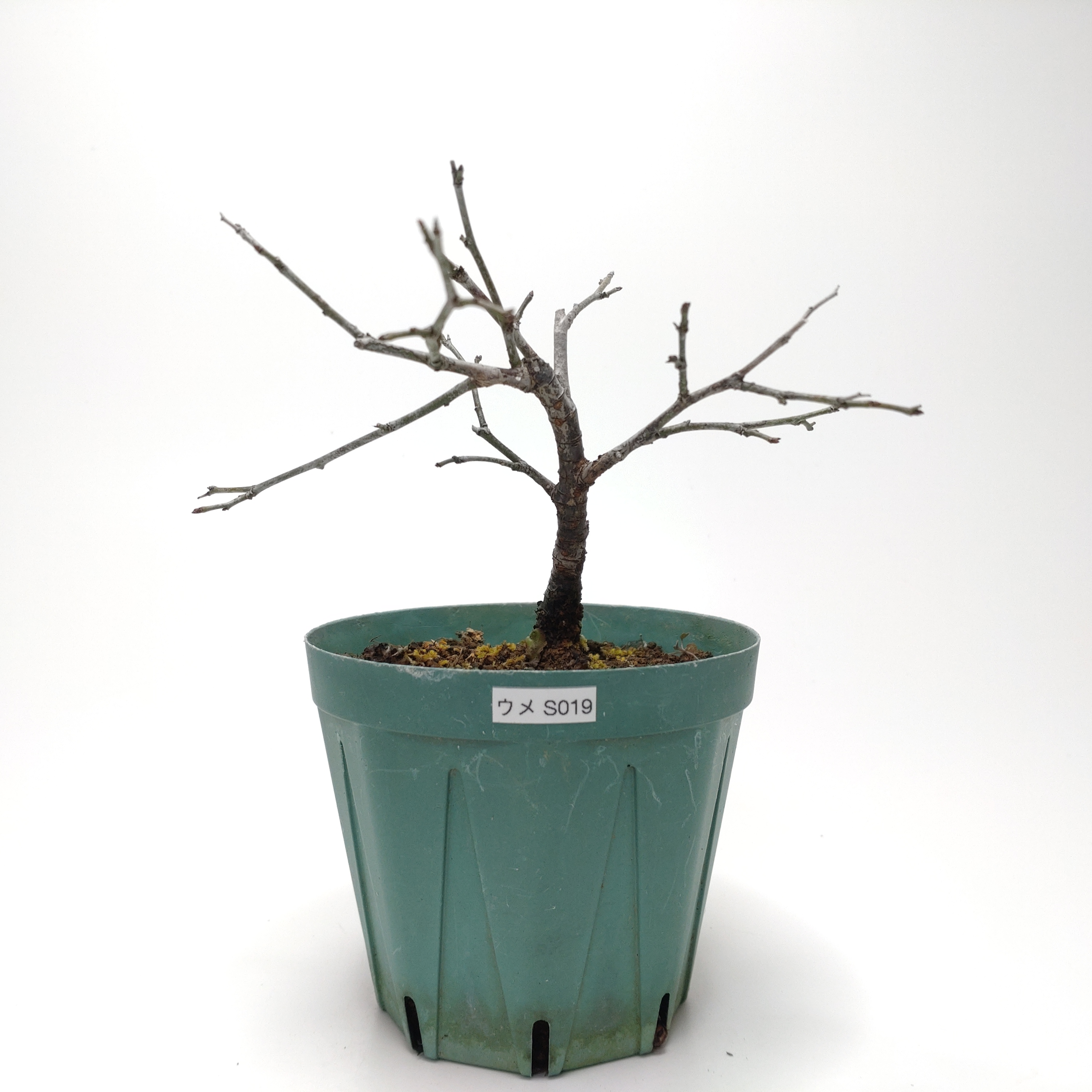 ウメ（梅）SS019