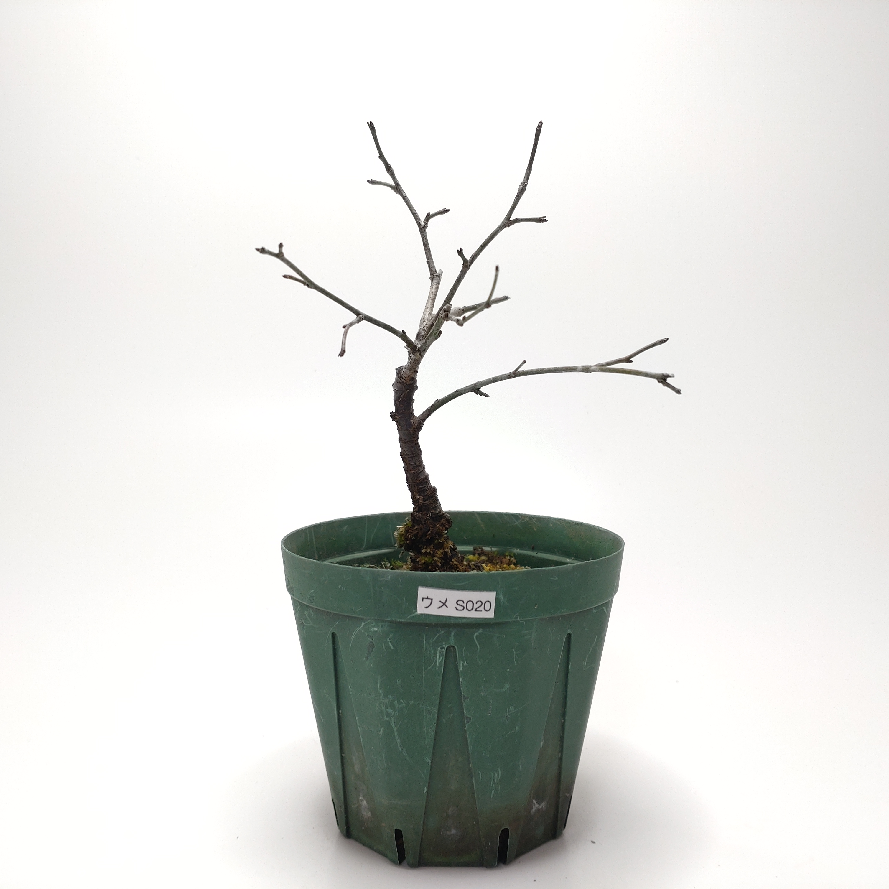 ウメ（梅）SS020