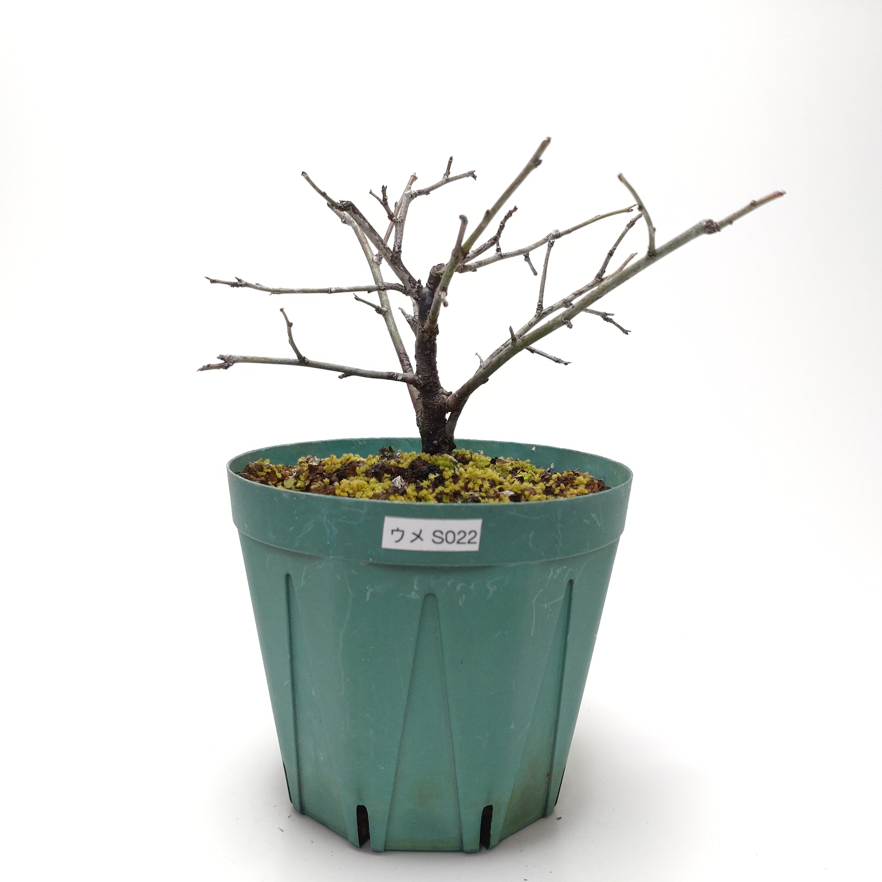 ウメ（梅）SS022