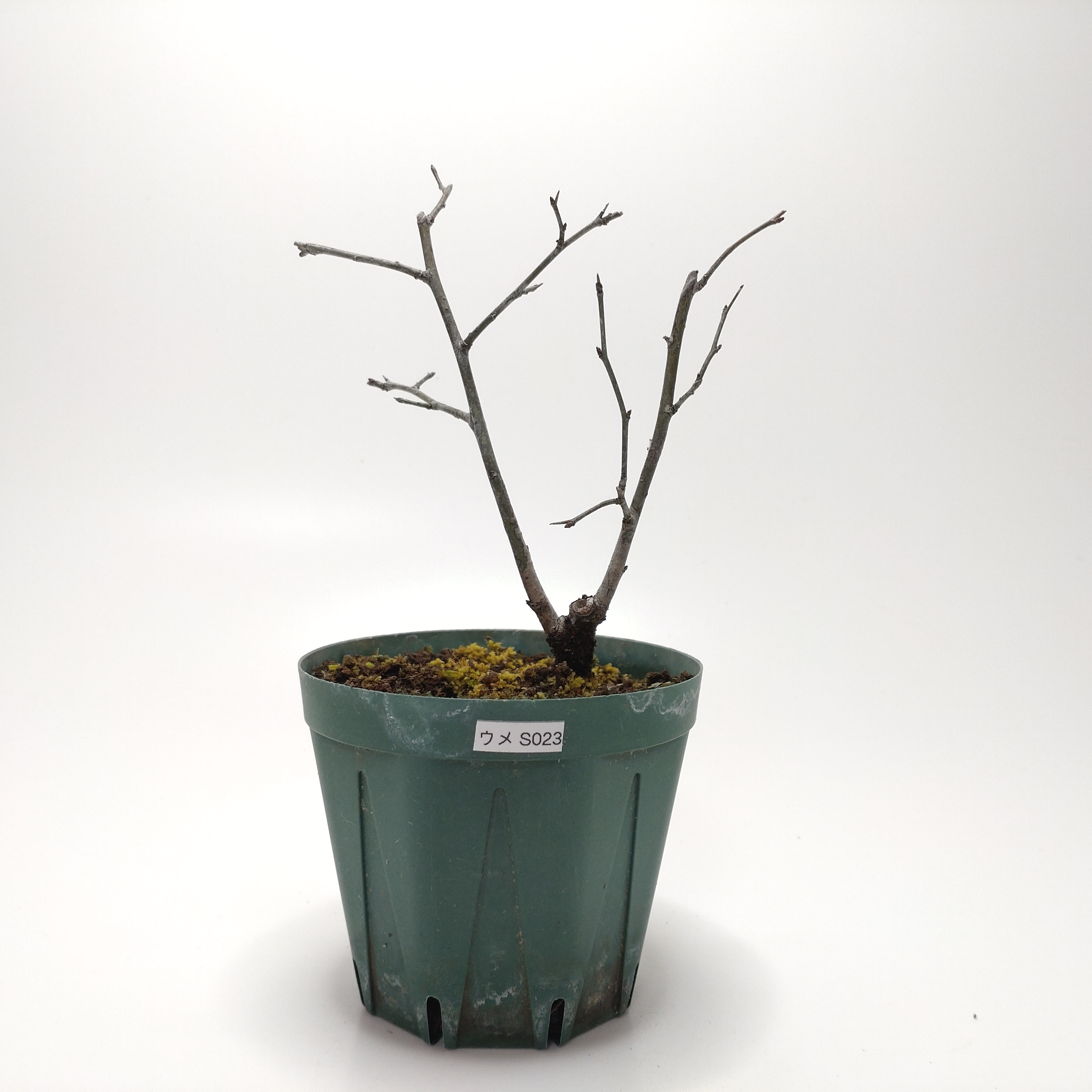 ウメ（梅）SS023