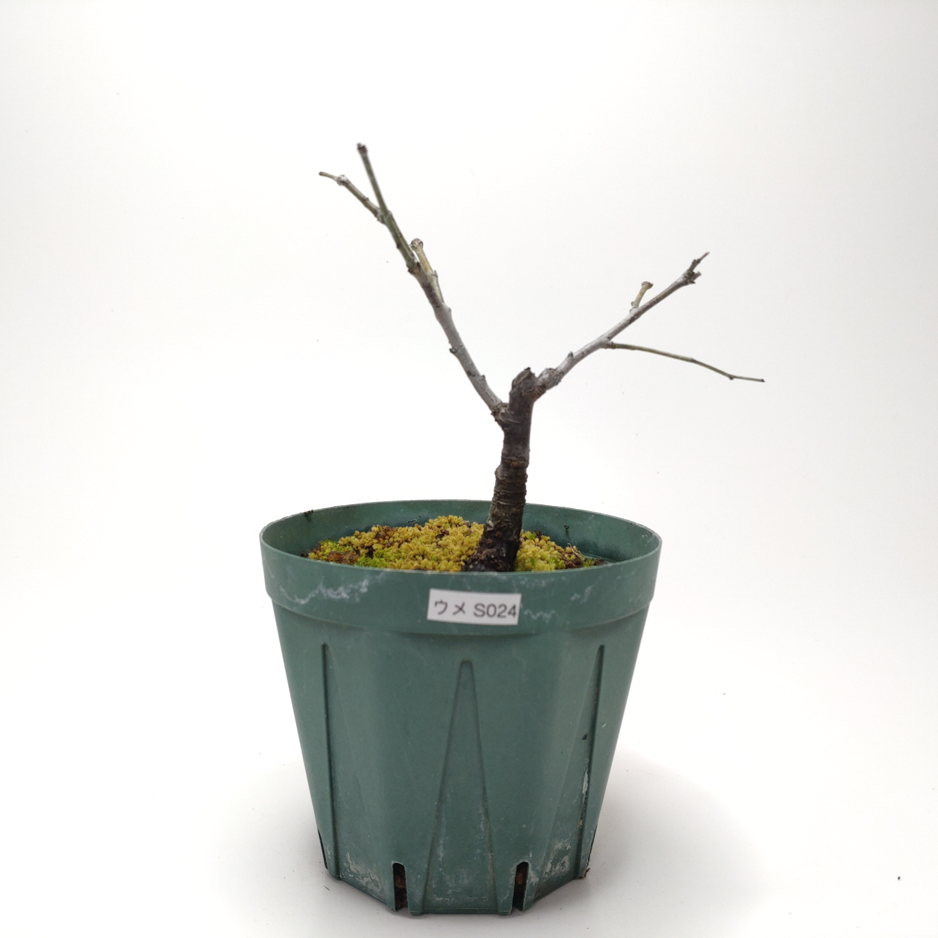 ウメ（梅）SS024