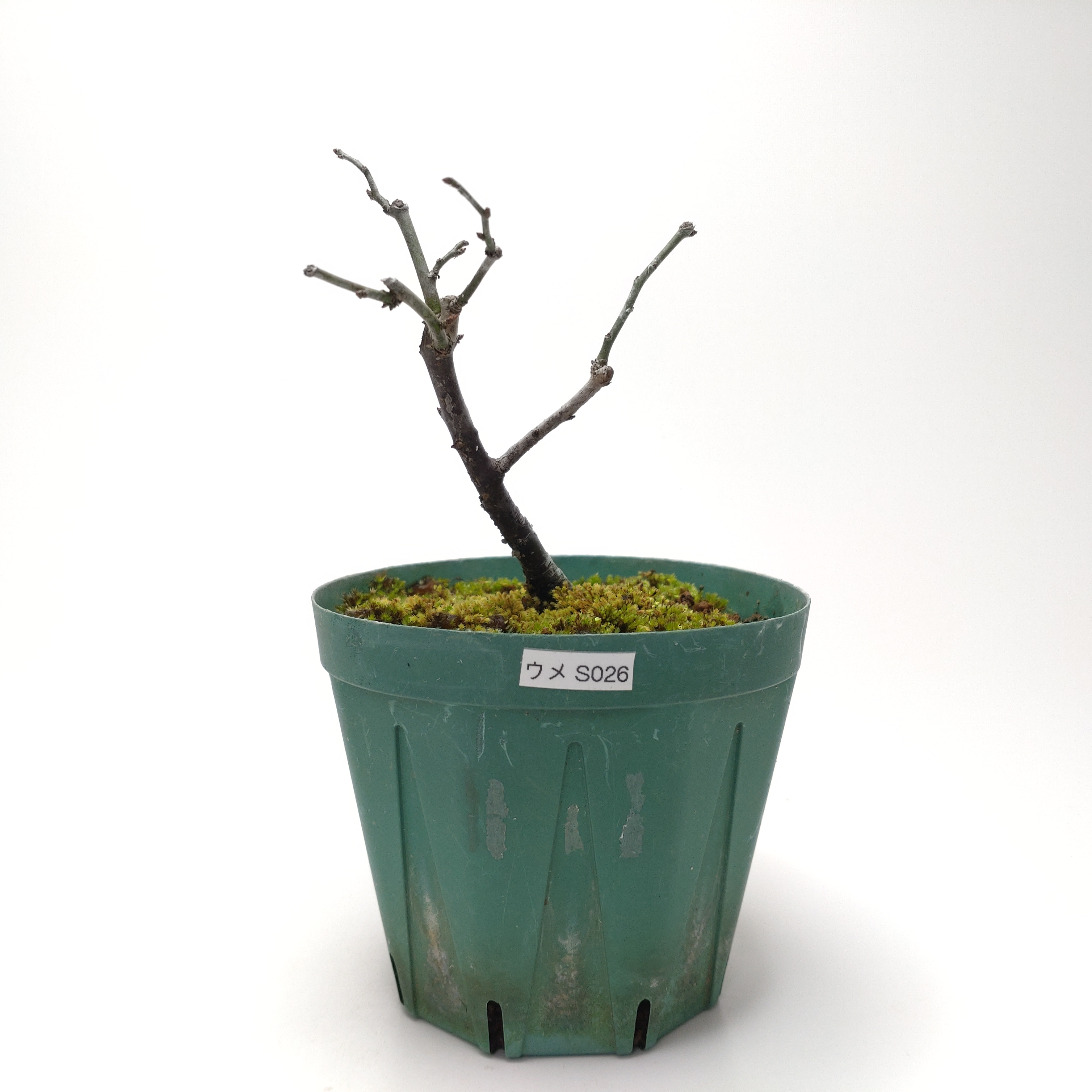 ウメ（梅）SS026