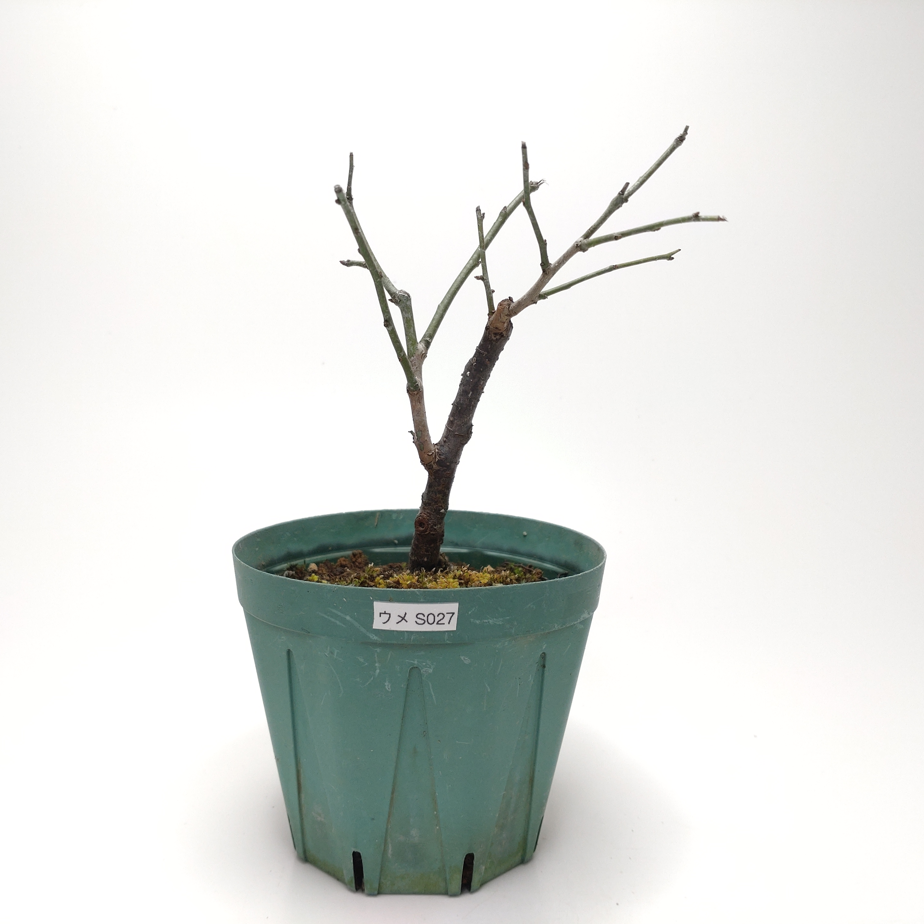 ウメ（梅）SS027