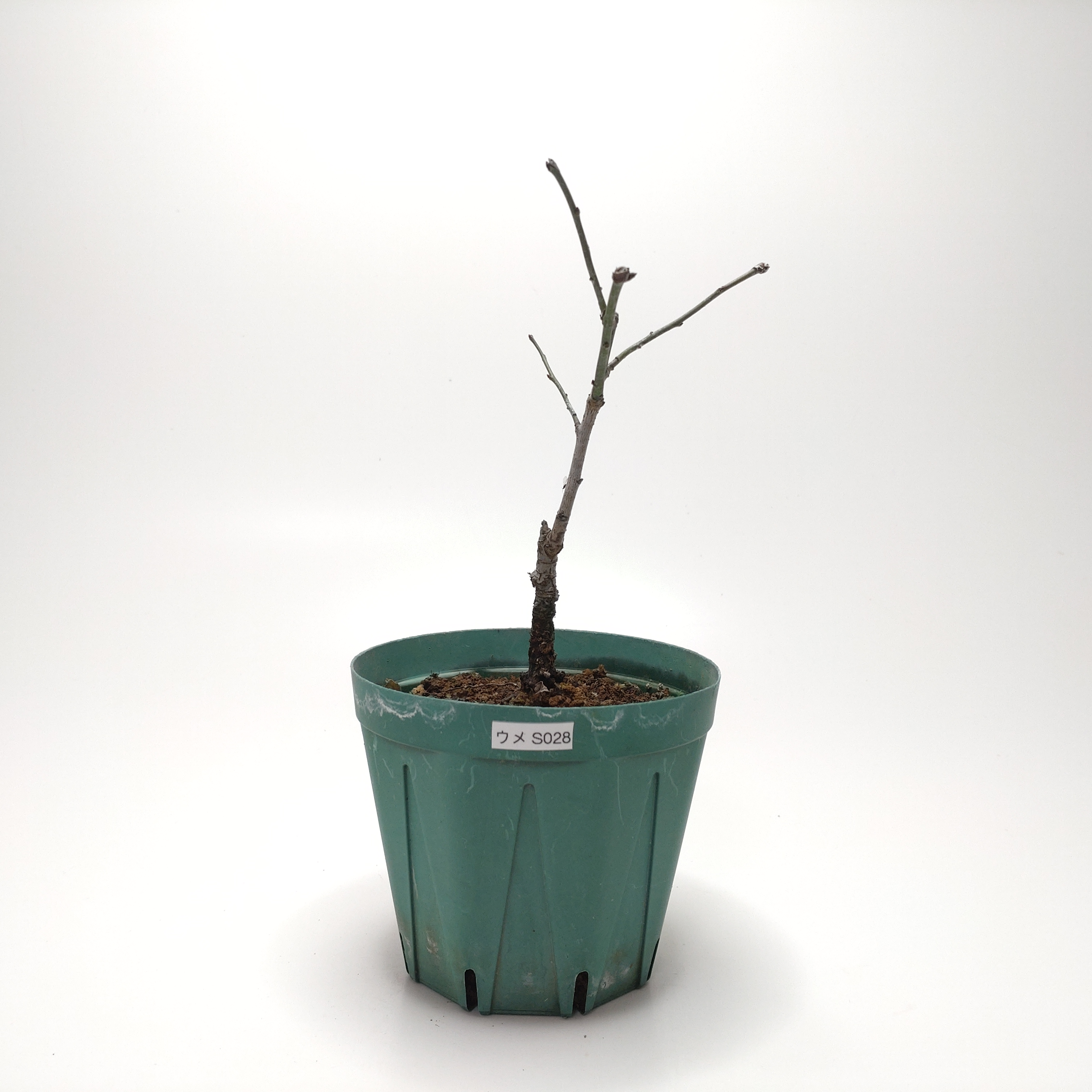 ウメ（梅）SS028