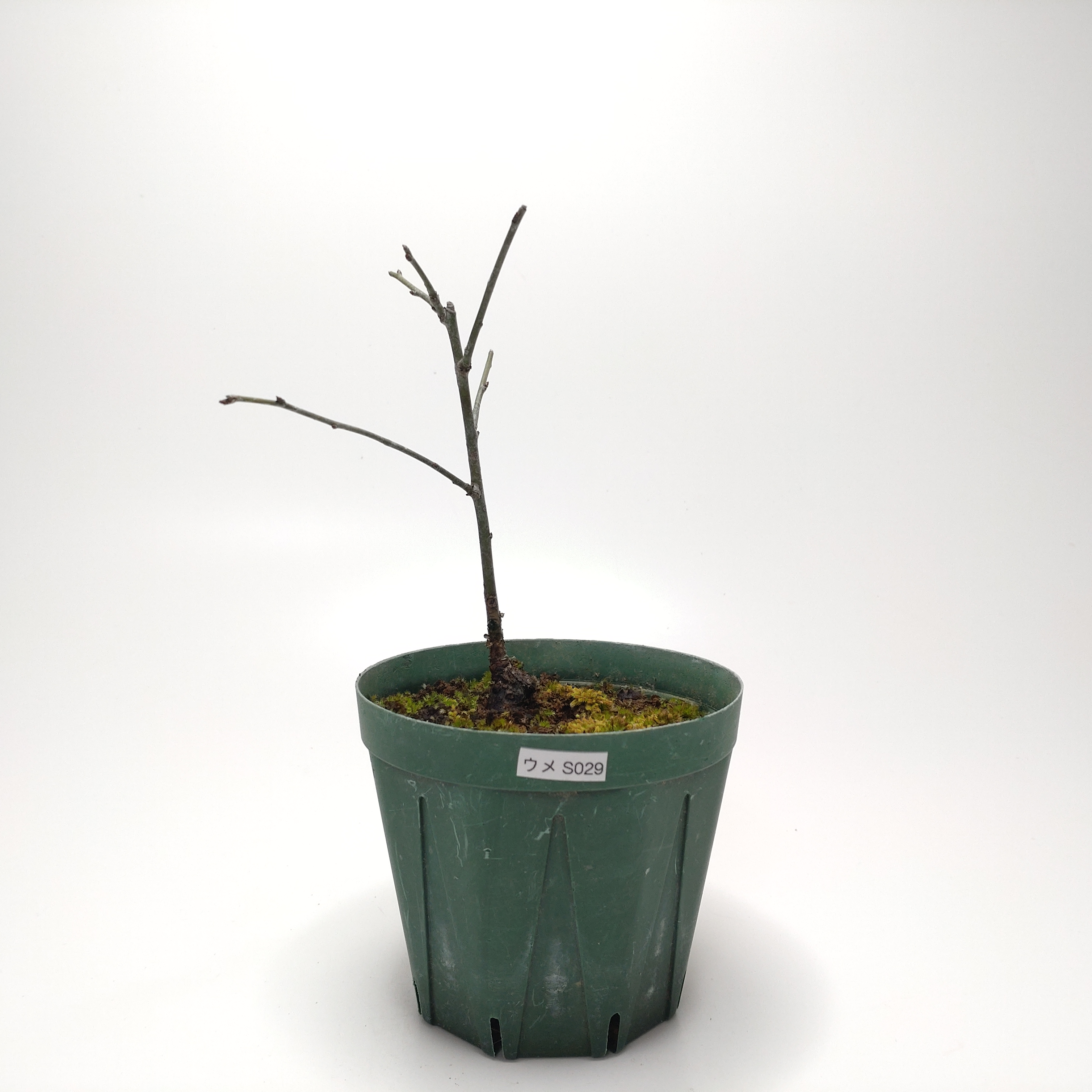 ウメ（梅）SS029