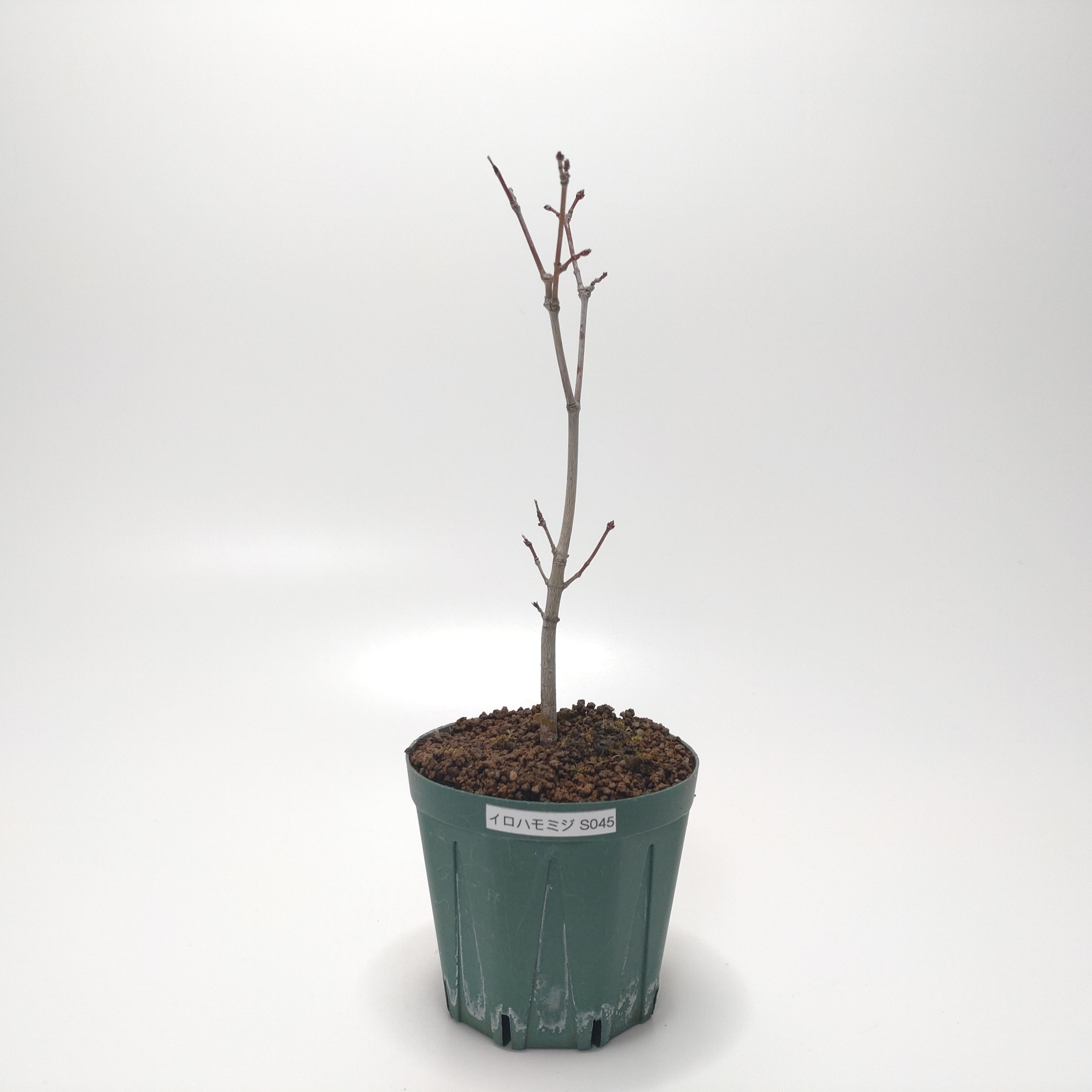 イロハモミジ（紅葉）SS045