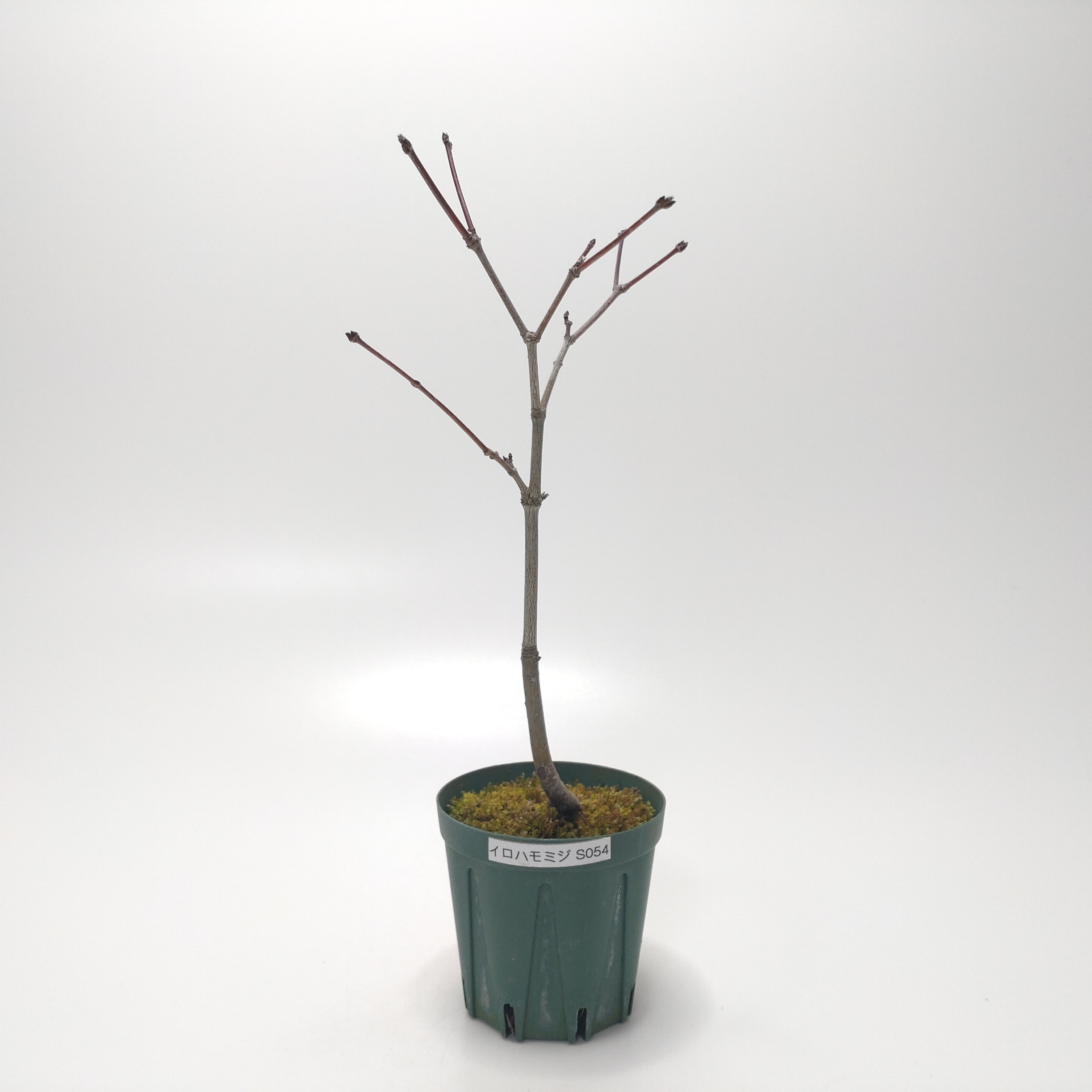 イロハモミジ（紅葉）SS054