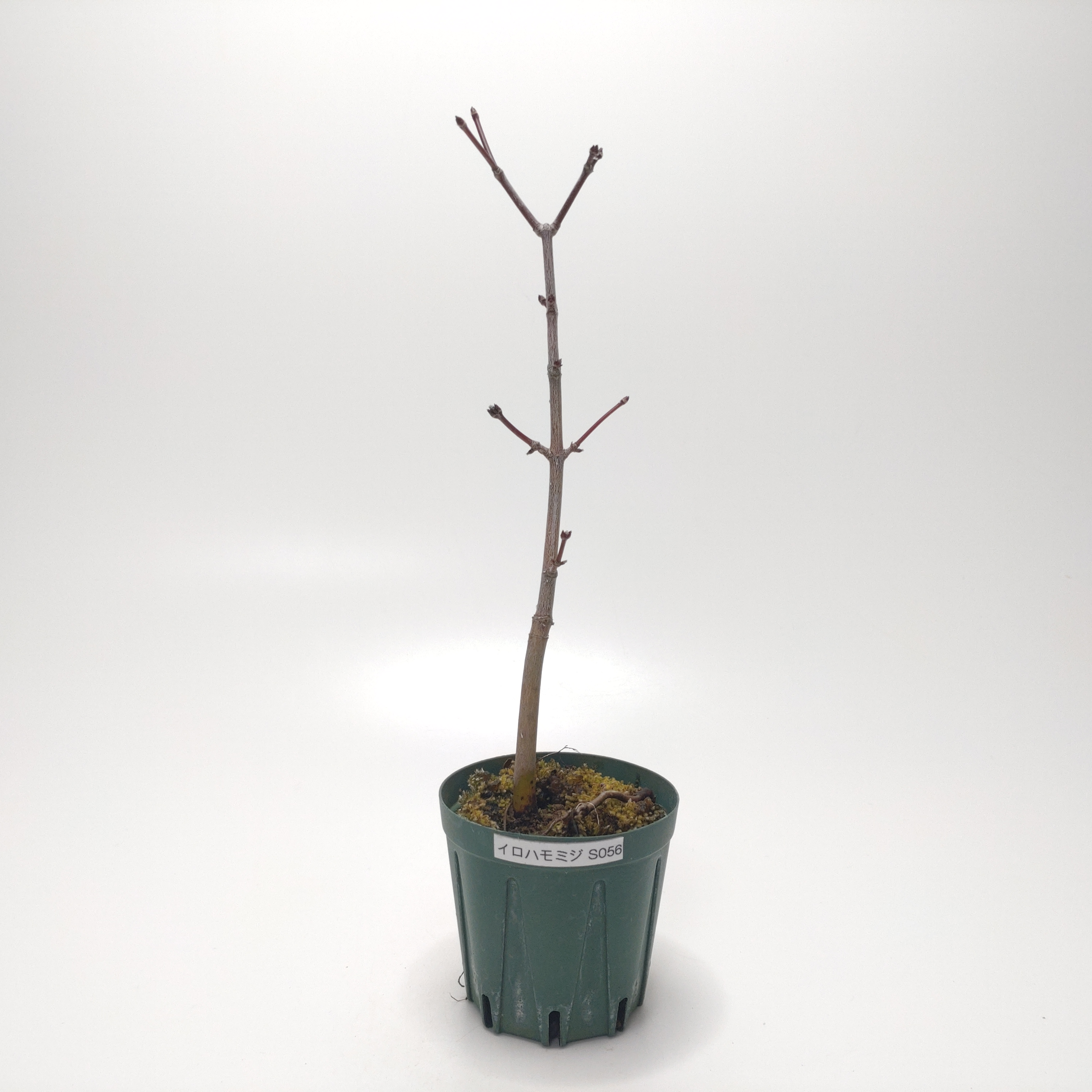 イロハモミジ（紅葉）SS056