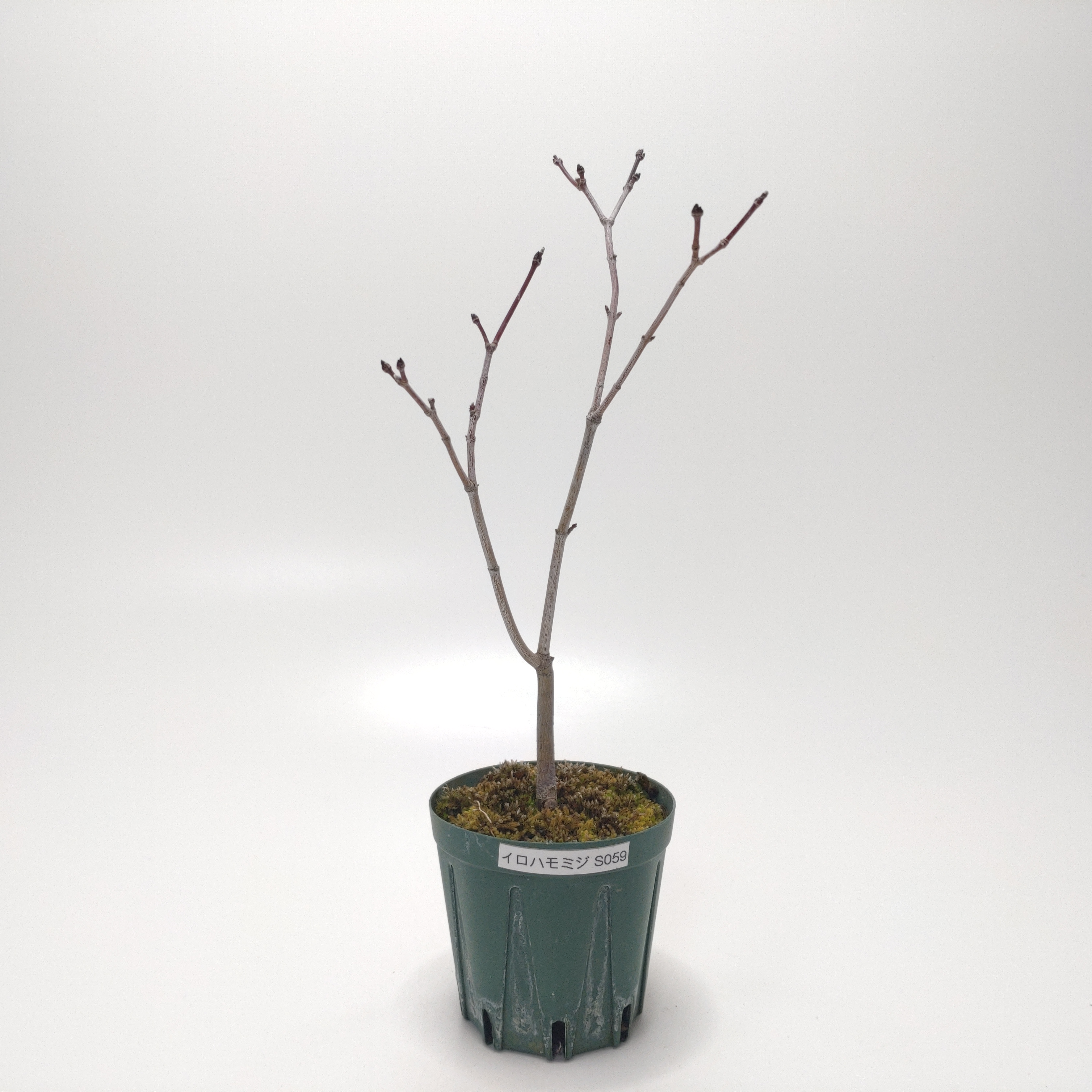 イロハモミジ（紅葉）SS059