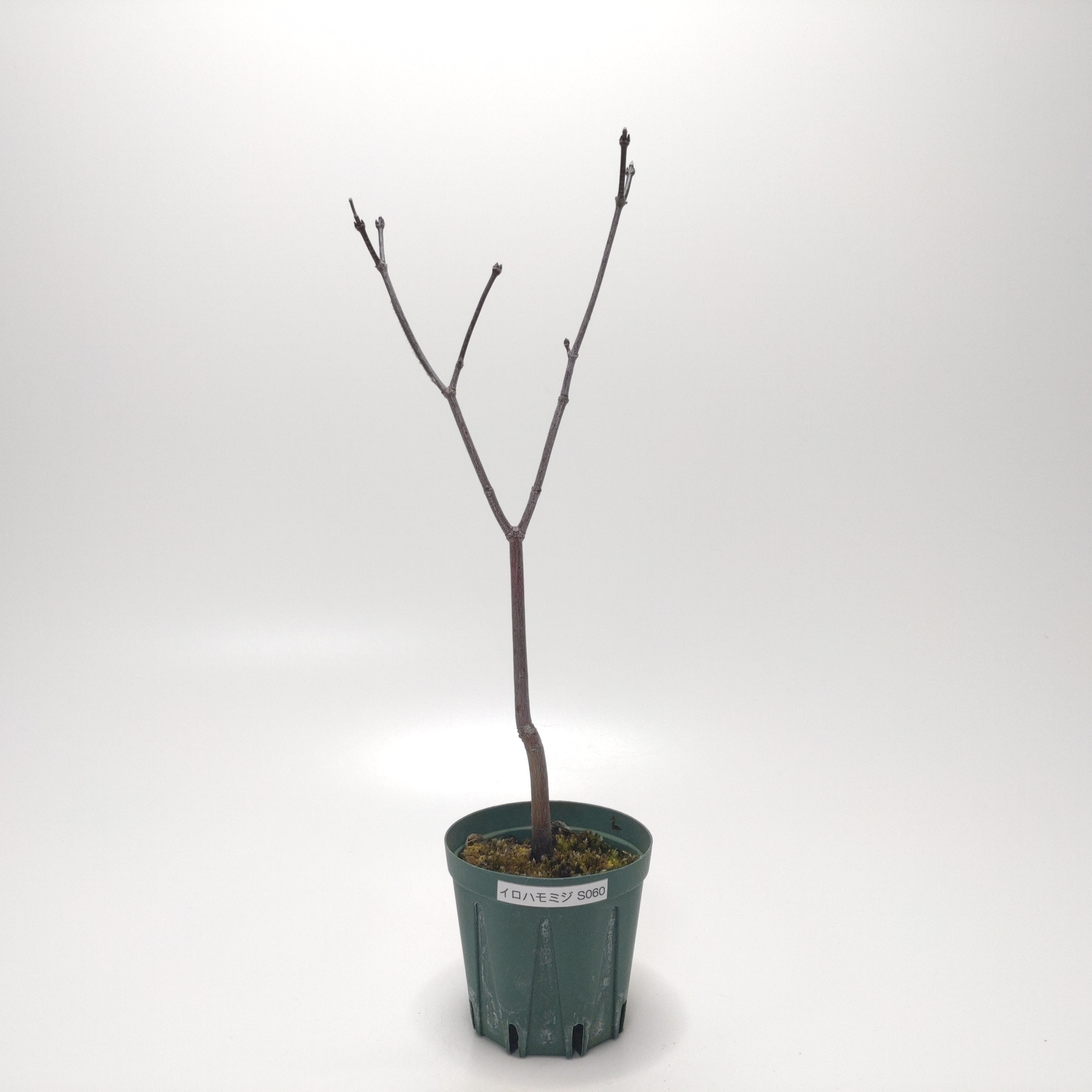 イロハモミジ（紅葉）SS060