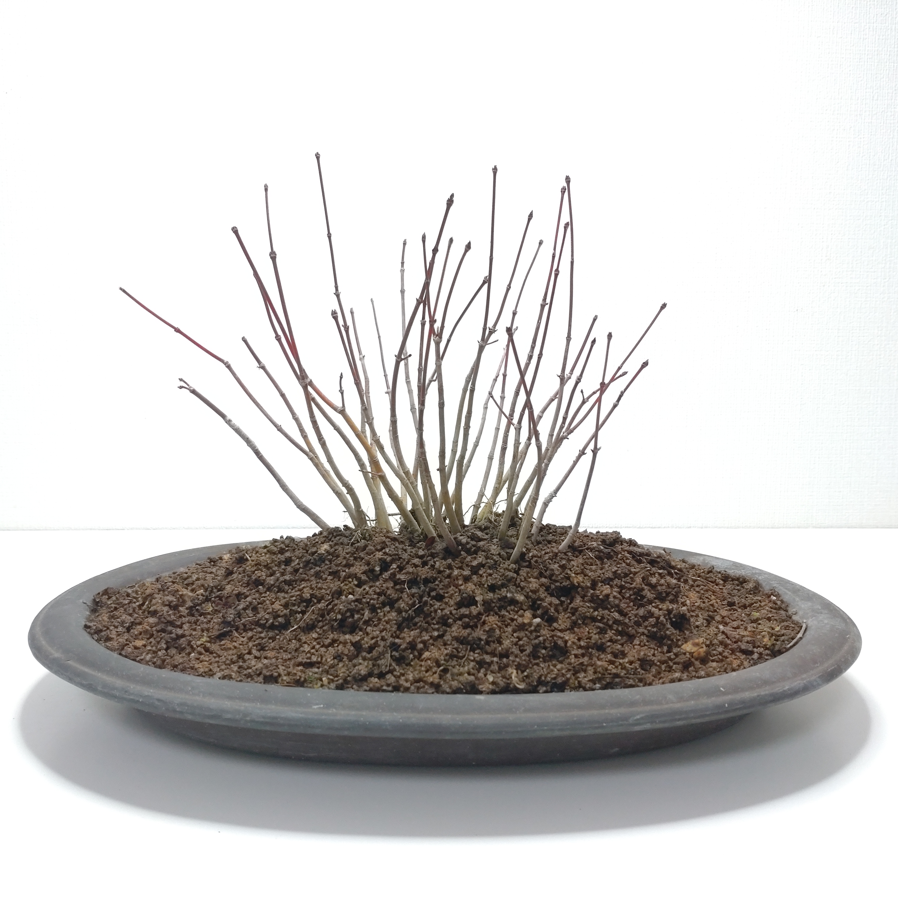 紅葉（イロハモミジ）盆栽 SG012