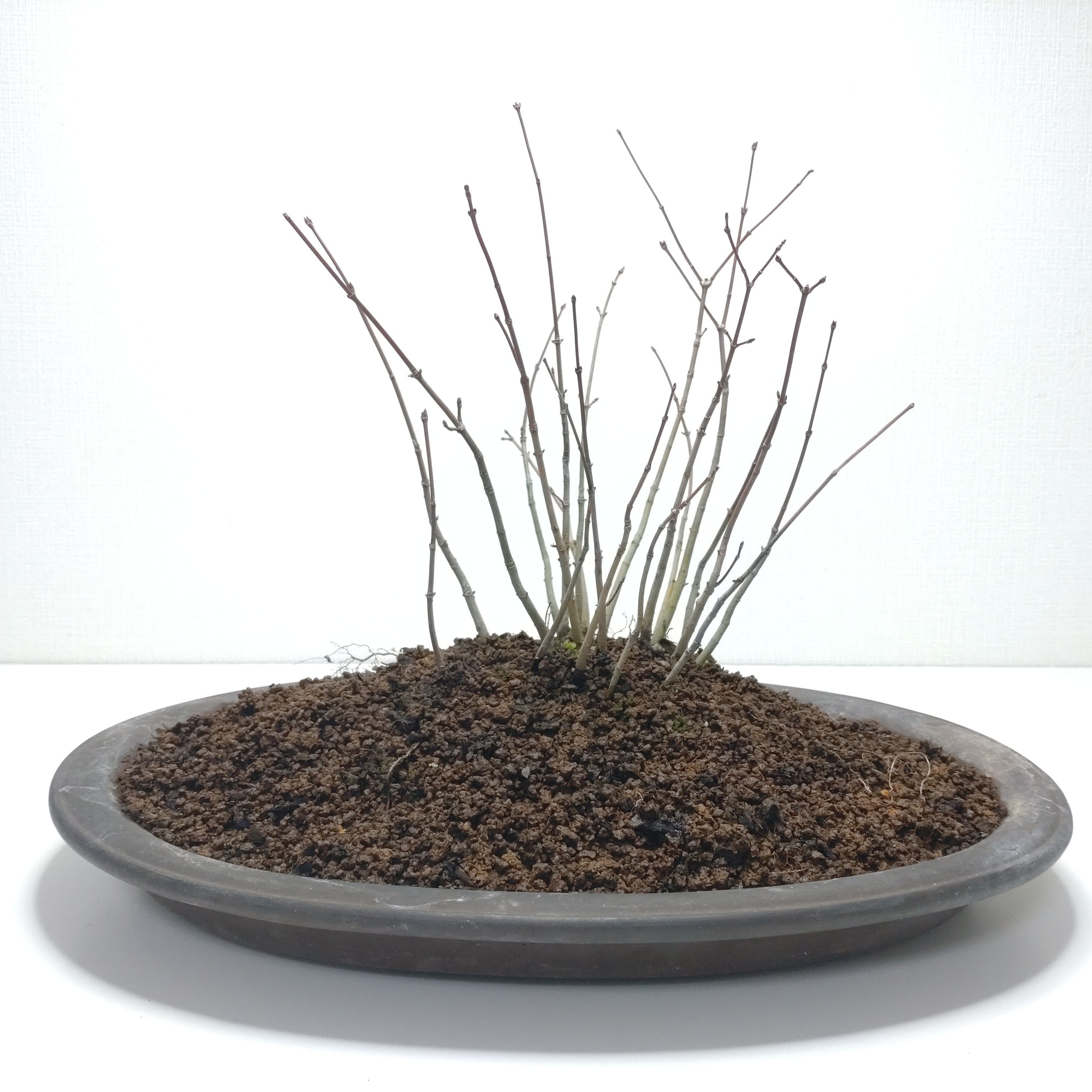 紅葉（イロハモミジ）盆栽 SG013