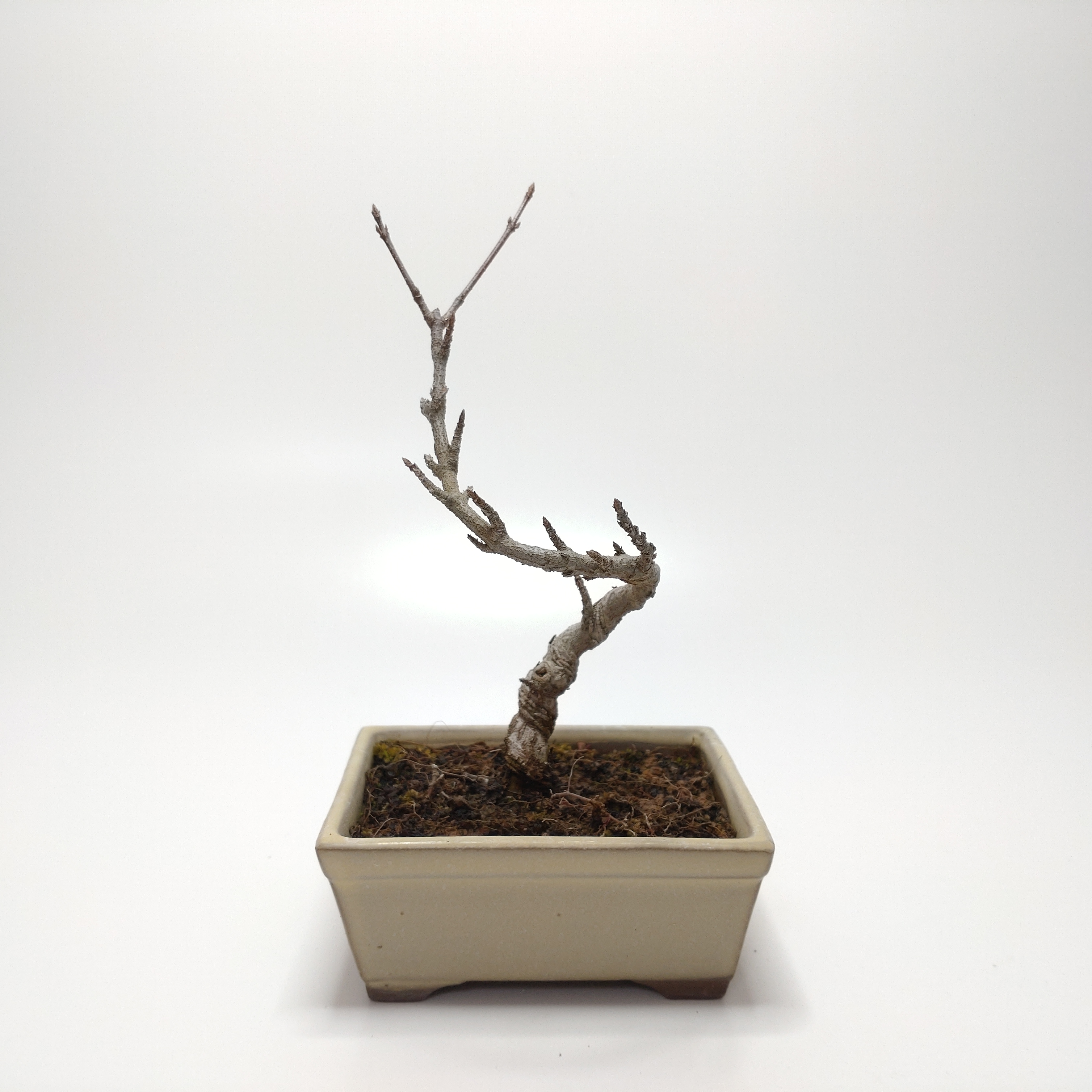 唐楓（トウカエデ）盆栽 SS003