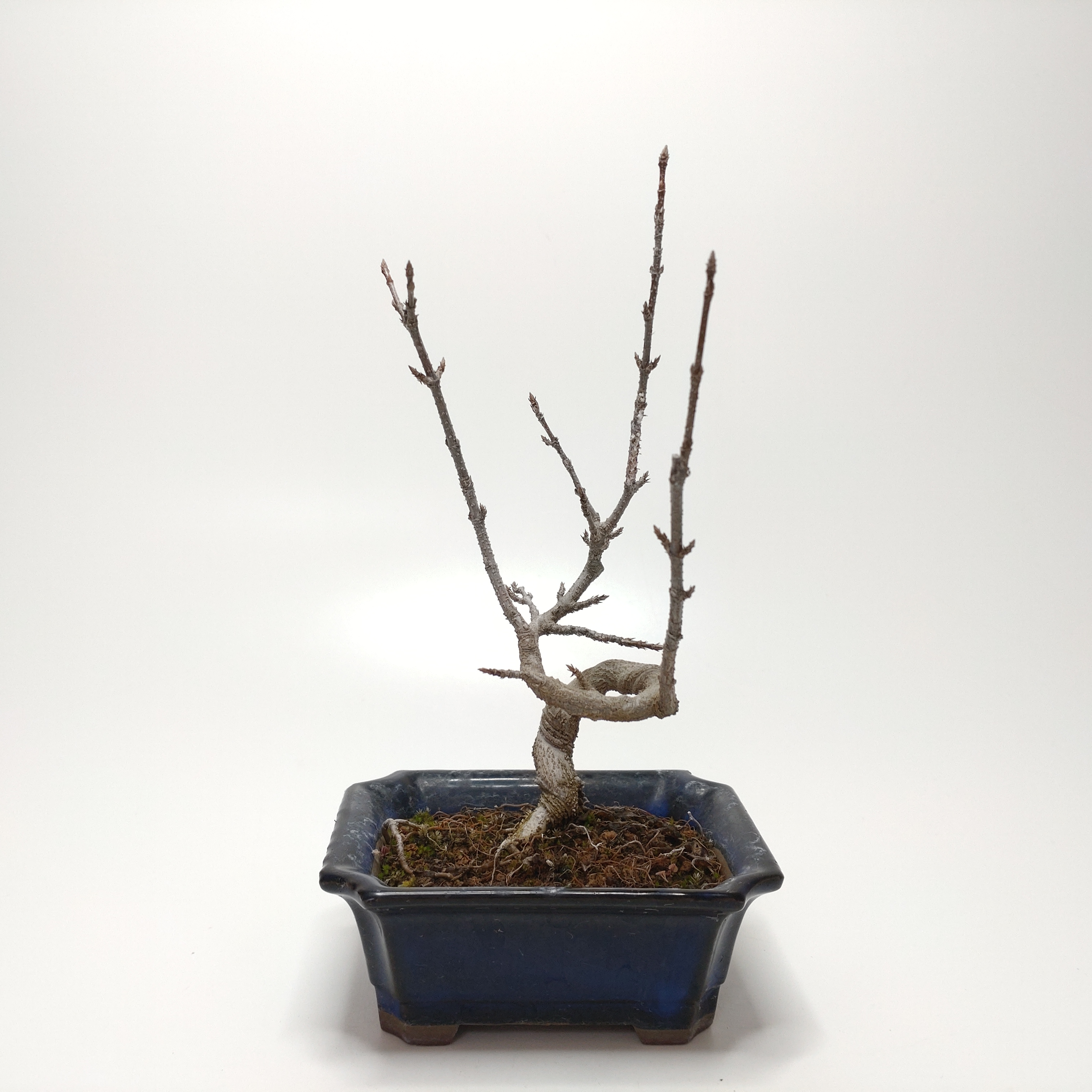 唐楓（トウカエデ）盆栽 SS004