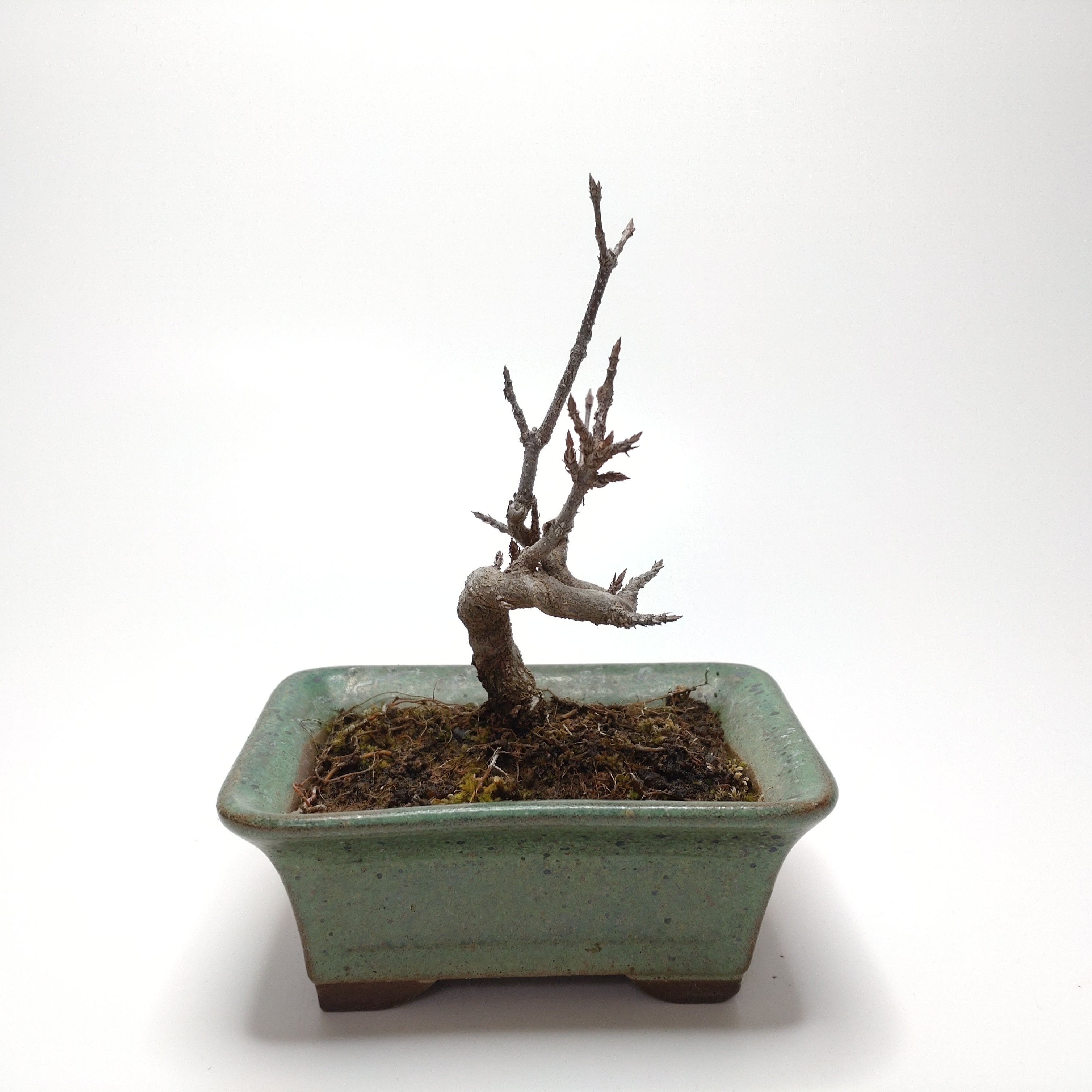 唐楓（トウカエデ）盆栽 SS005