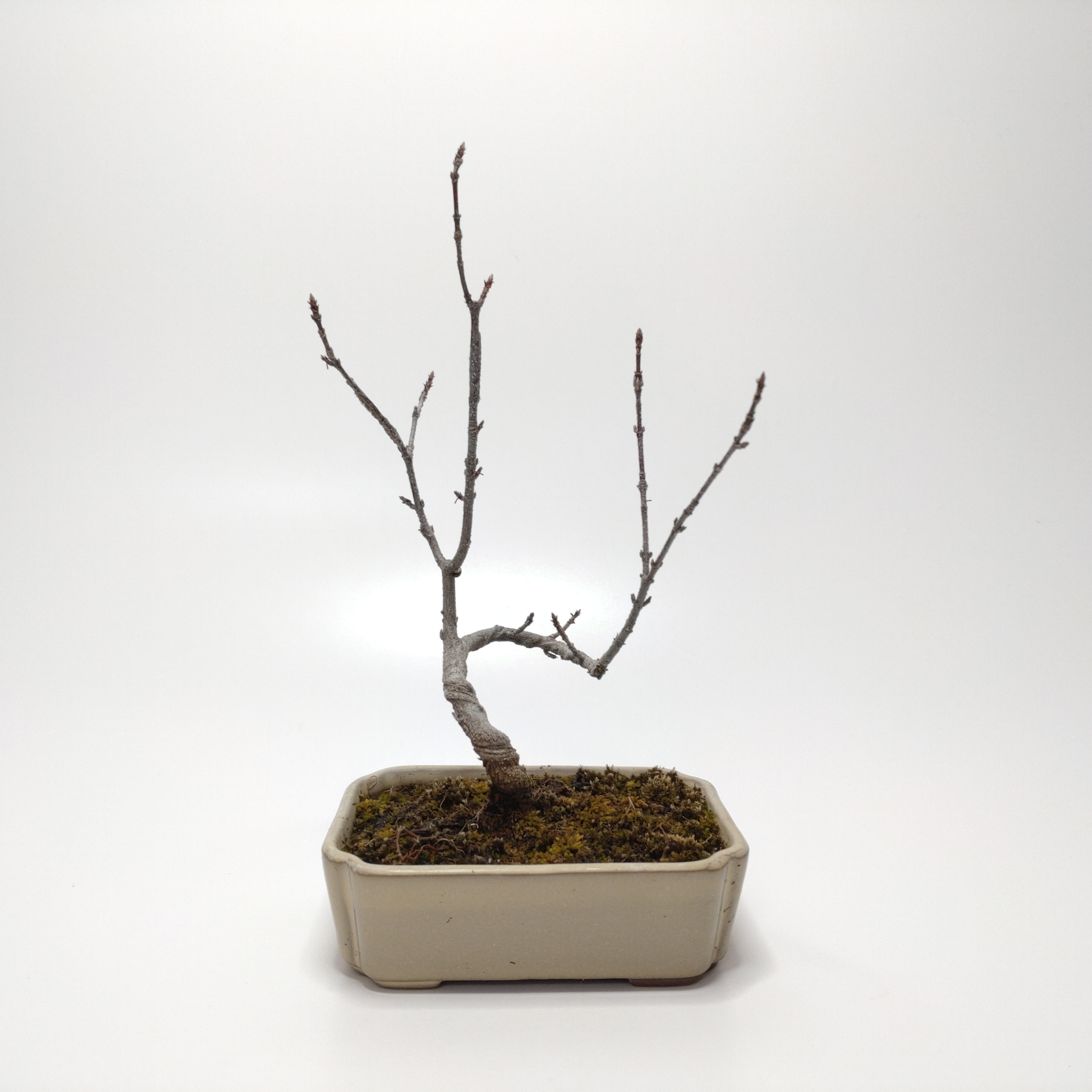 唐楓（トウカエデ）盆栽 SS009