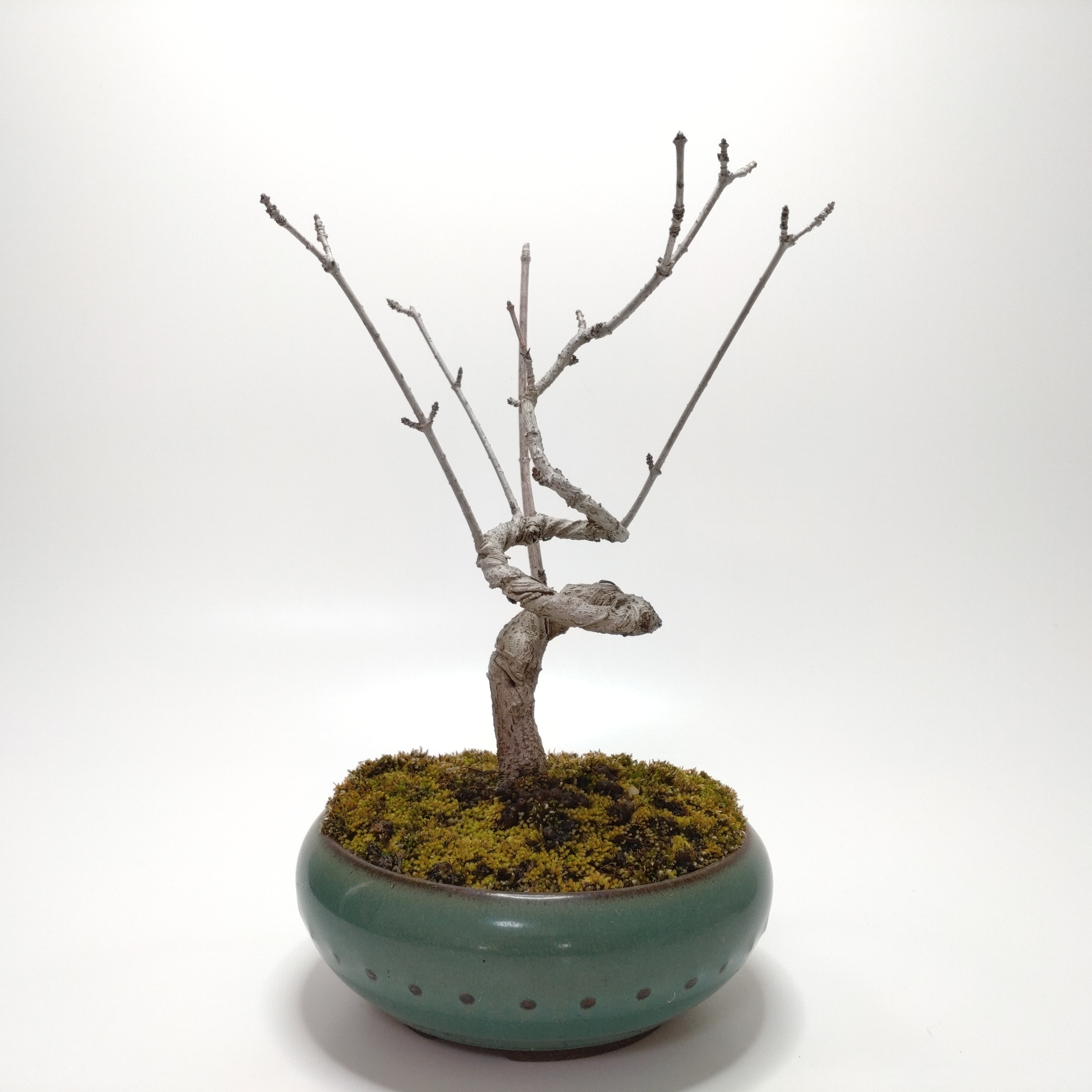 鹿子木楓（カラコギカエデ）盆栽 SS003