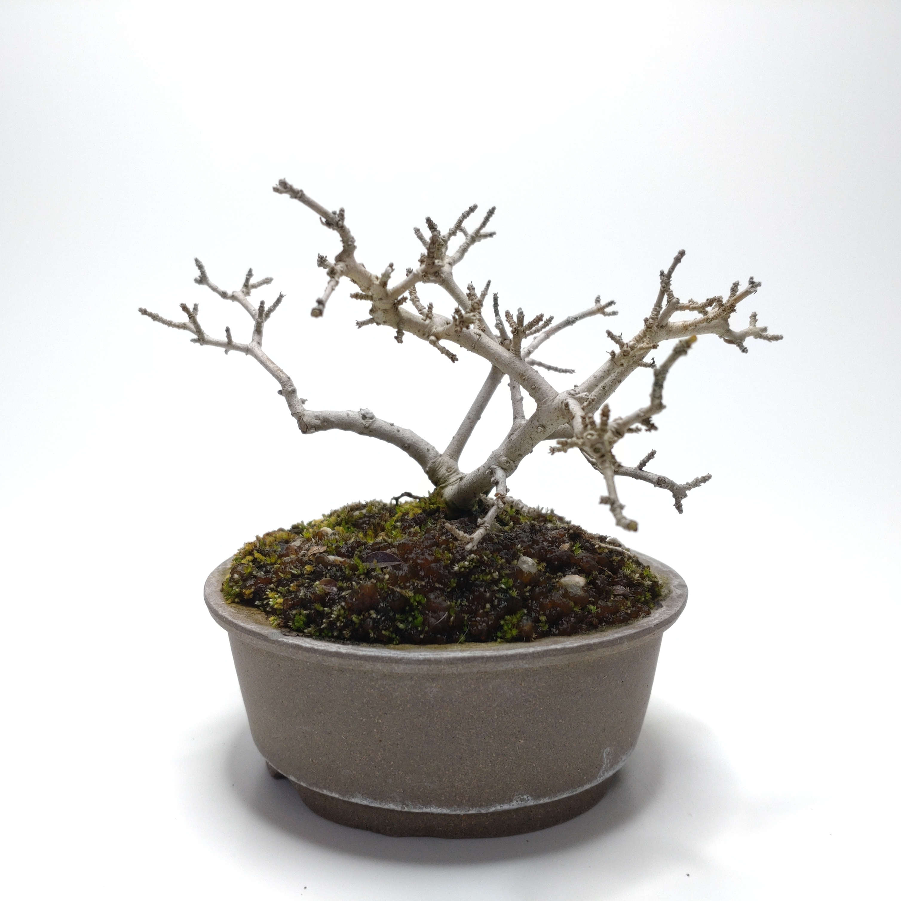 水蝋樹（イボタノキ）盆栽 SS008