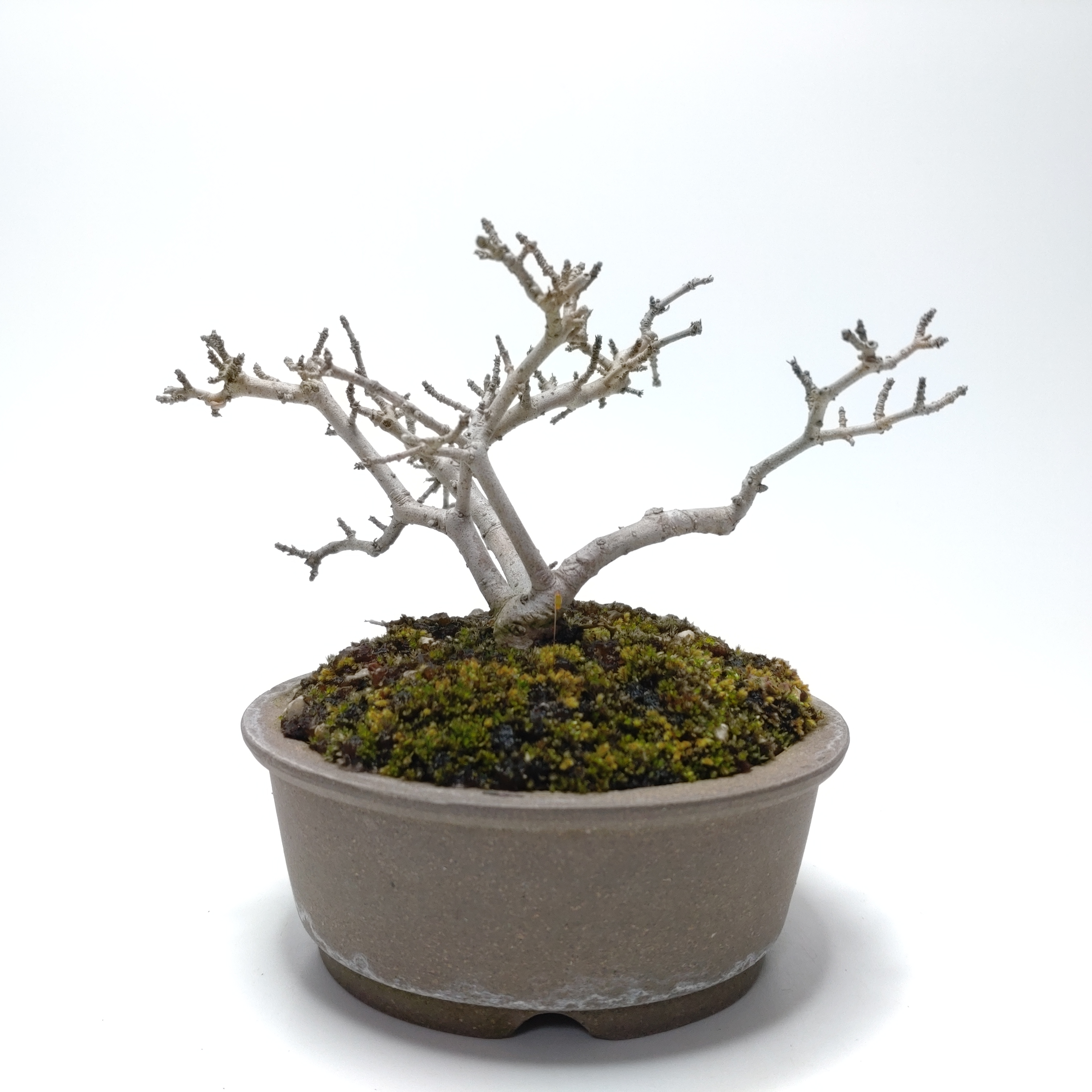 盆栽創 / 水蝋樹（イボタノキ）盆栽 SS008