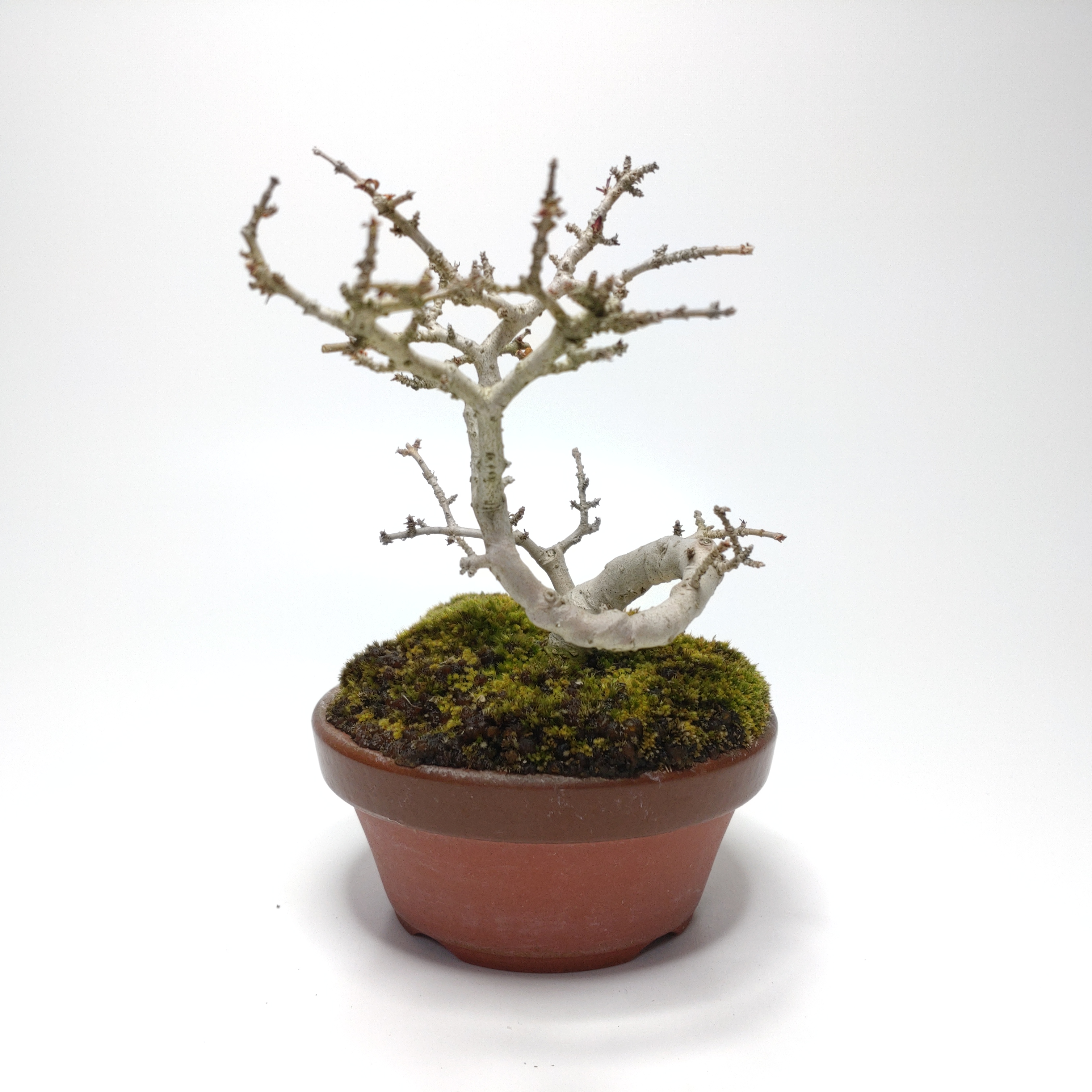 イボタノキ（水蝋樹）SS005