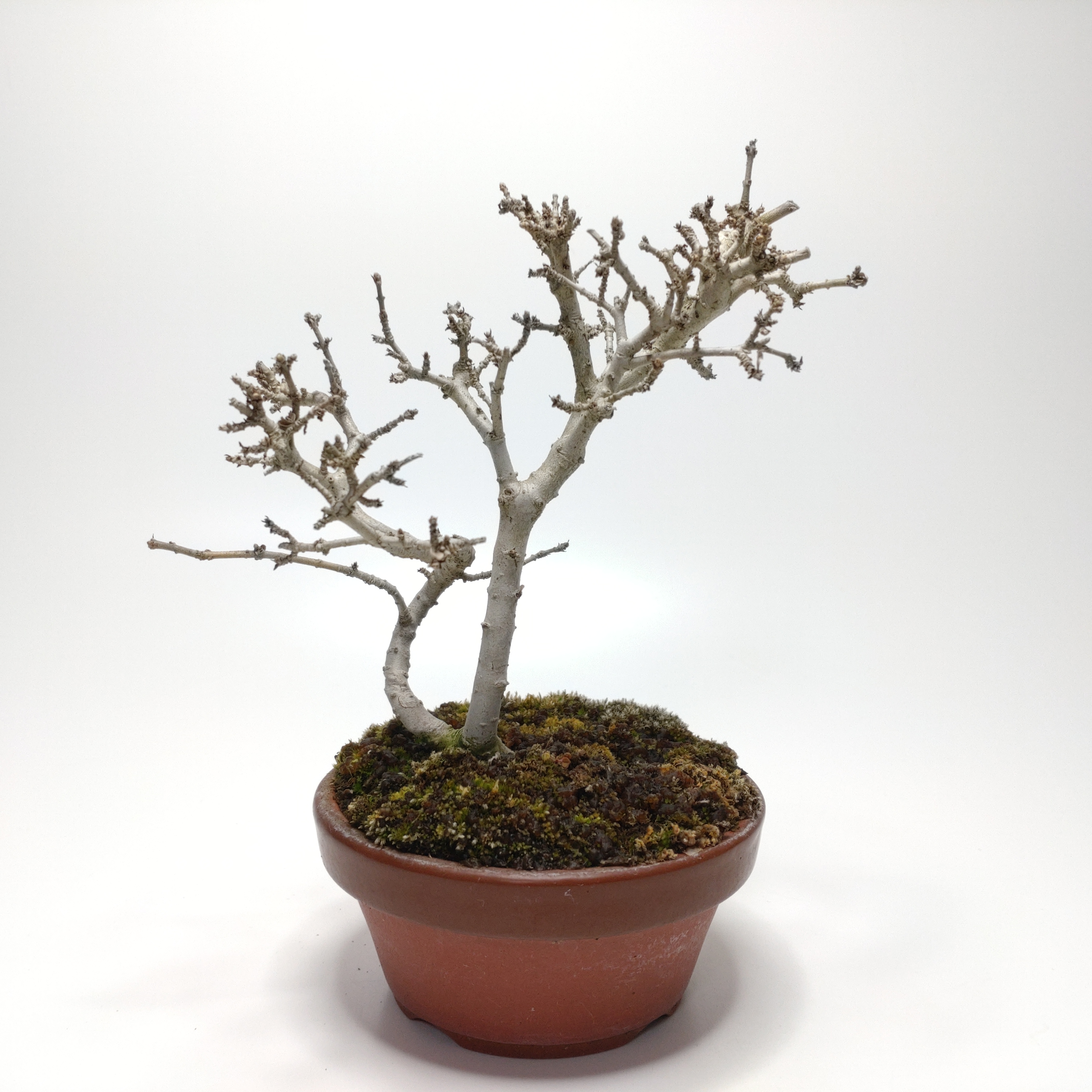 イボタノキ（水蝋樹）SS007