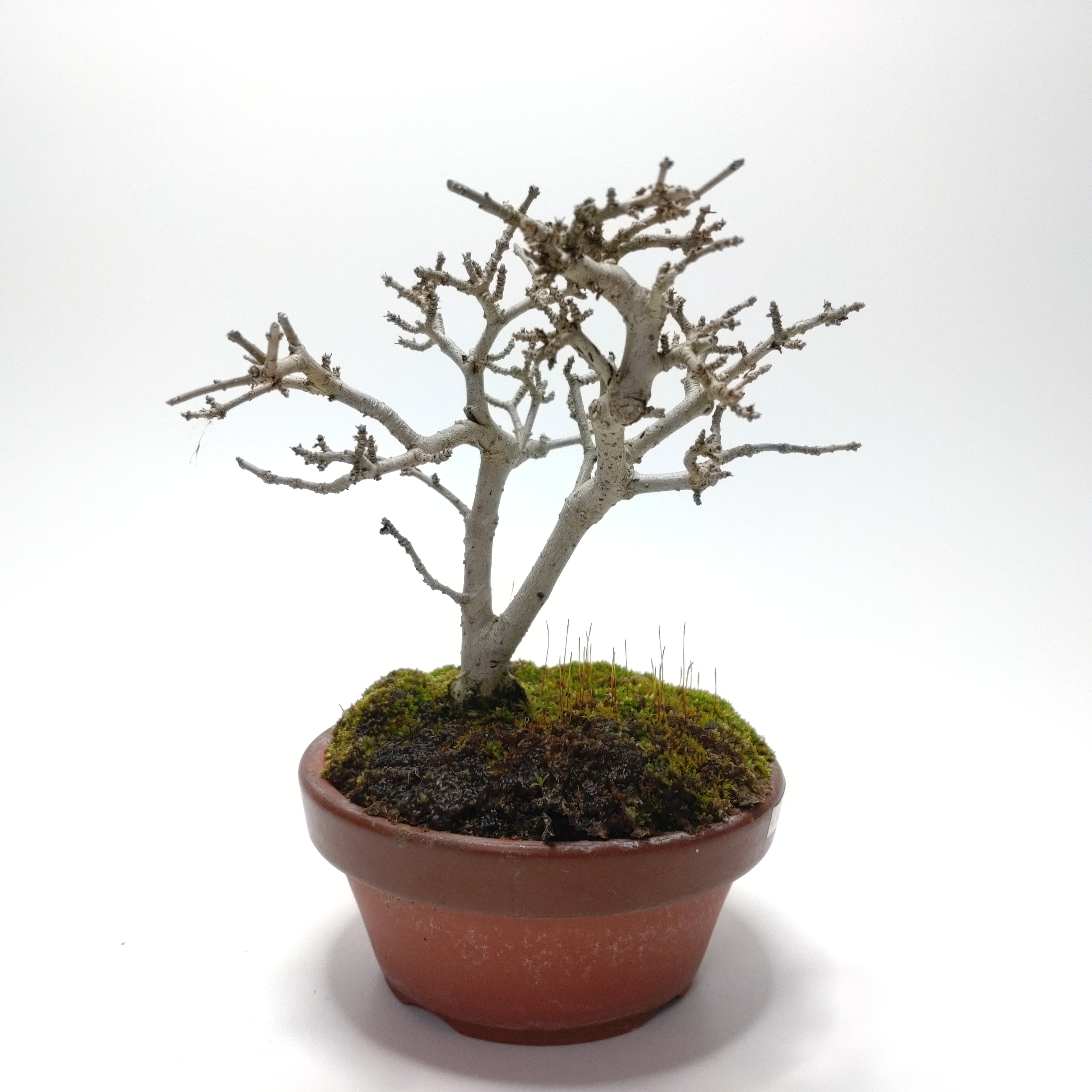 イボタノキ（水蝋樹）SS009